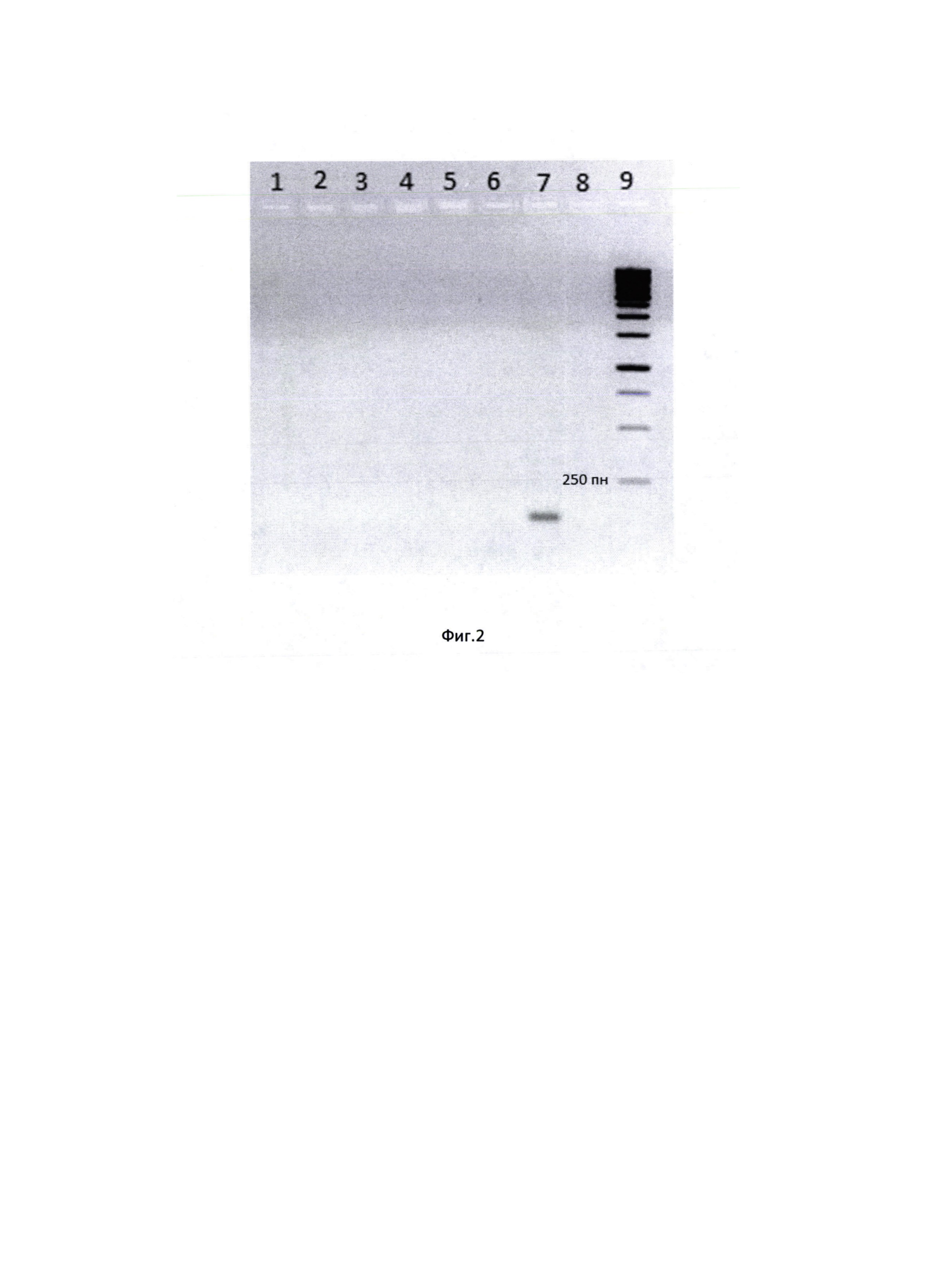 Способ выявления кДНК коронавируса SARS-CoV-2 с помощью синтетических олигонуклеотидных праймеров в полимеразной цепной реакции