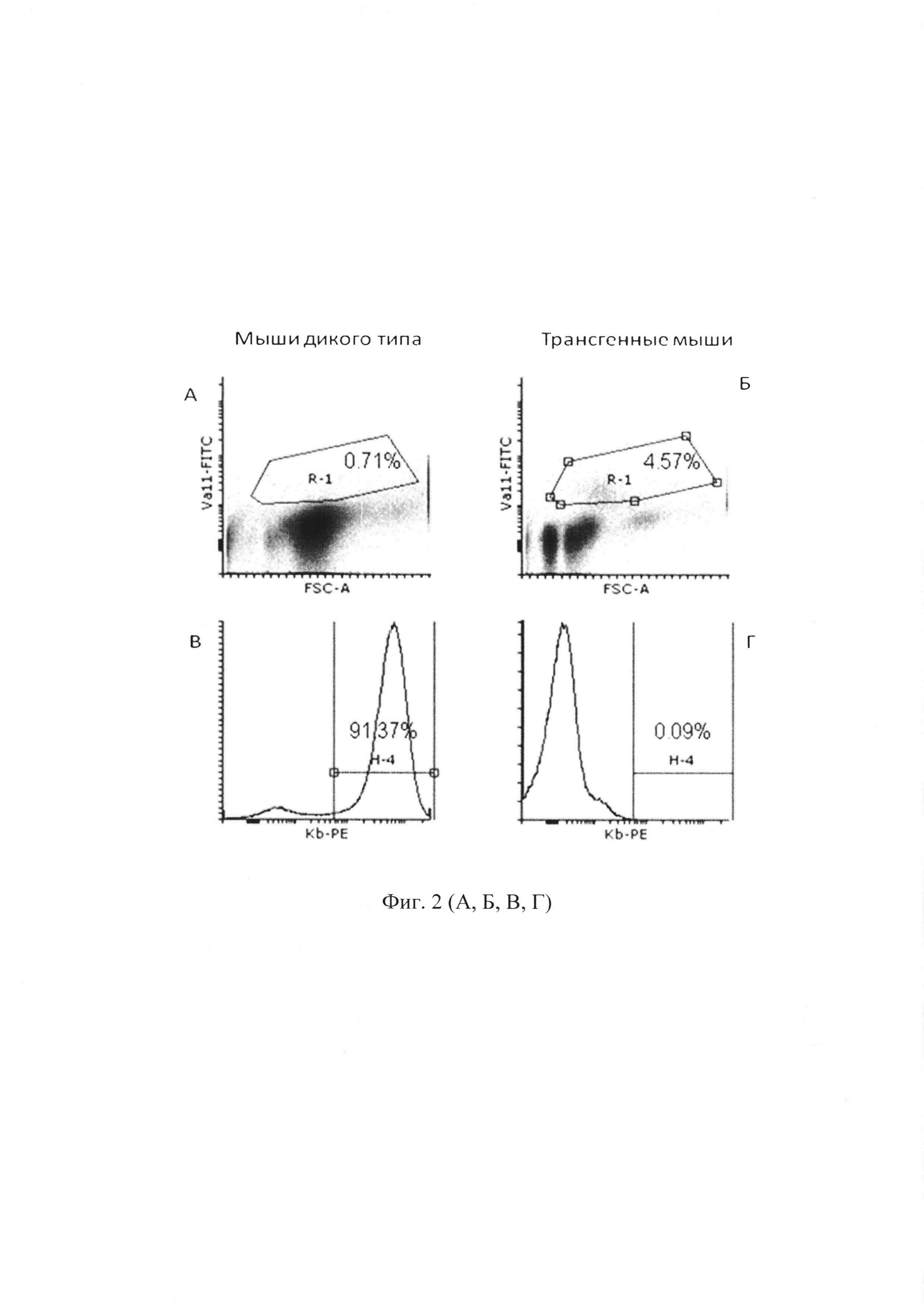 Линия мышей, трансгенных по альфа-цепи Т-клеточного рецептора клеток памяти, для изучения их функциональной активности