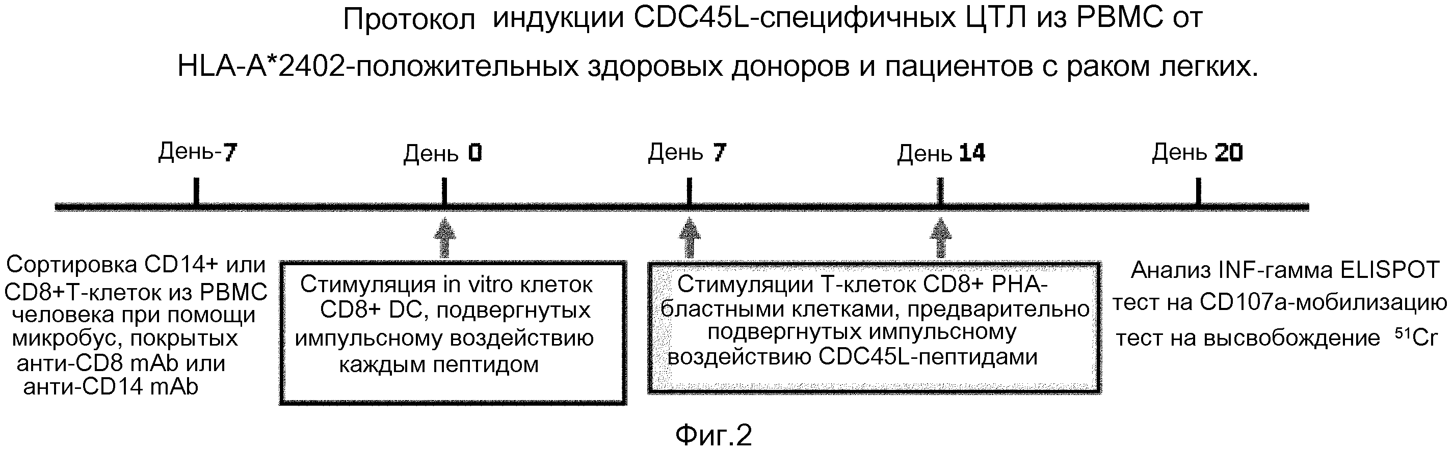 ПЕПТИДЫ CDC45L И ВАКЦИНЫ, ВКЛЮЧАЮЩИЕ ТАКОВЫЕ