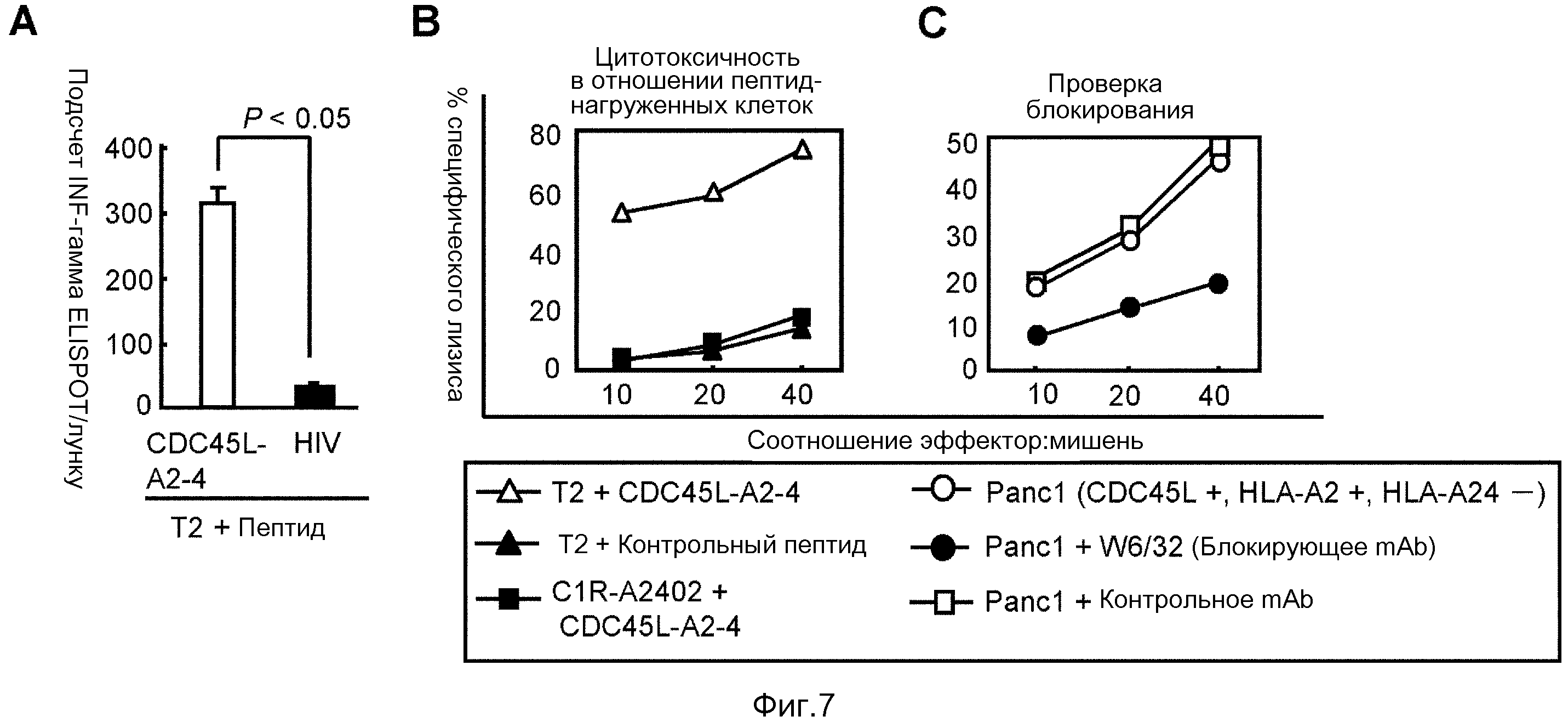 ПЕПТИДЫ CDC45L И ВАКЦИНЫ, ВКЛЮЧАЮЩИЕ ТАКОВЫЕ