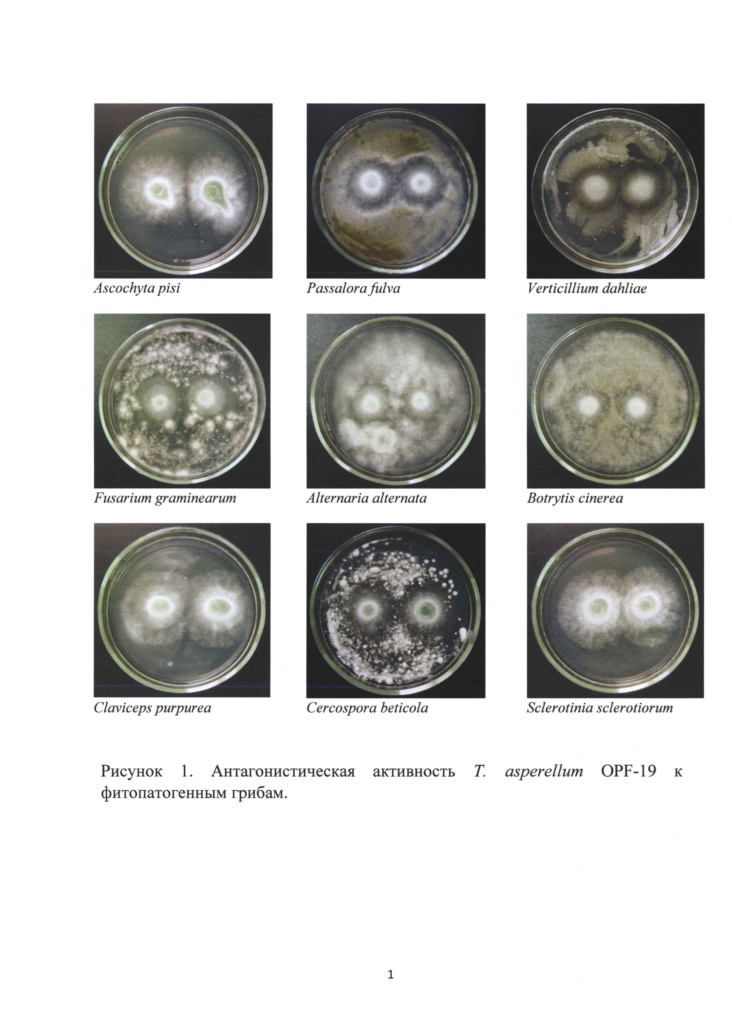 Штамм гриба Trichoderma asperellum для получения биопрепарата комплексного действия для растениеводства