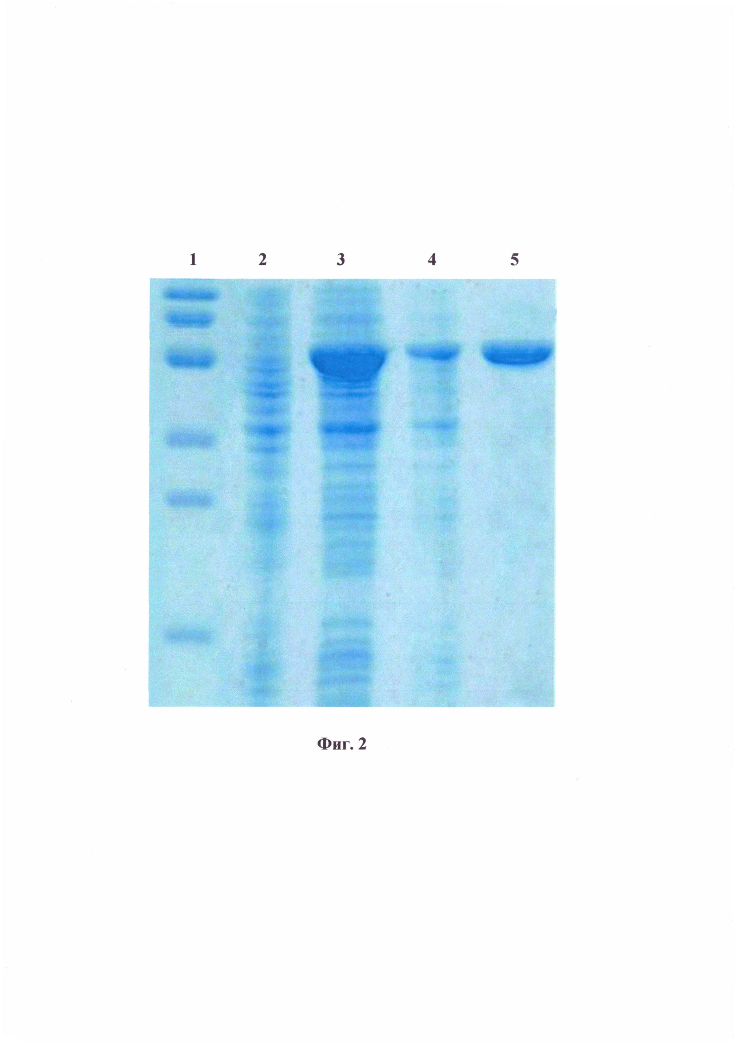 Рекомбинантная плазмидная ДНК pPA-FlicC, кодирующая синтез рекомбинантного флагеллина-С Pseudomonas aeruginosa, штамм Escherichia coli PA-FlicC - продуцент гибридного рекомбинантного белка и способ получения указанного белка
