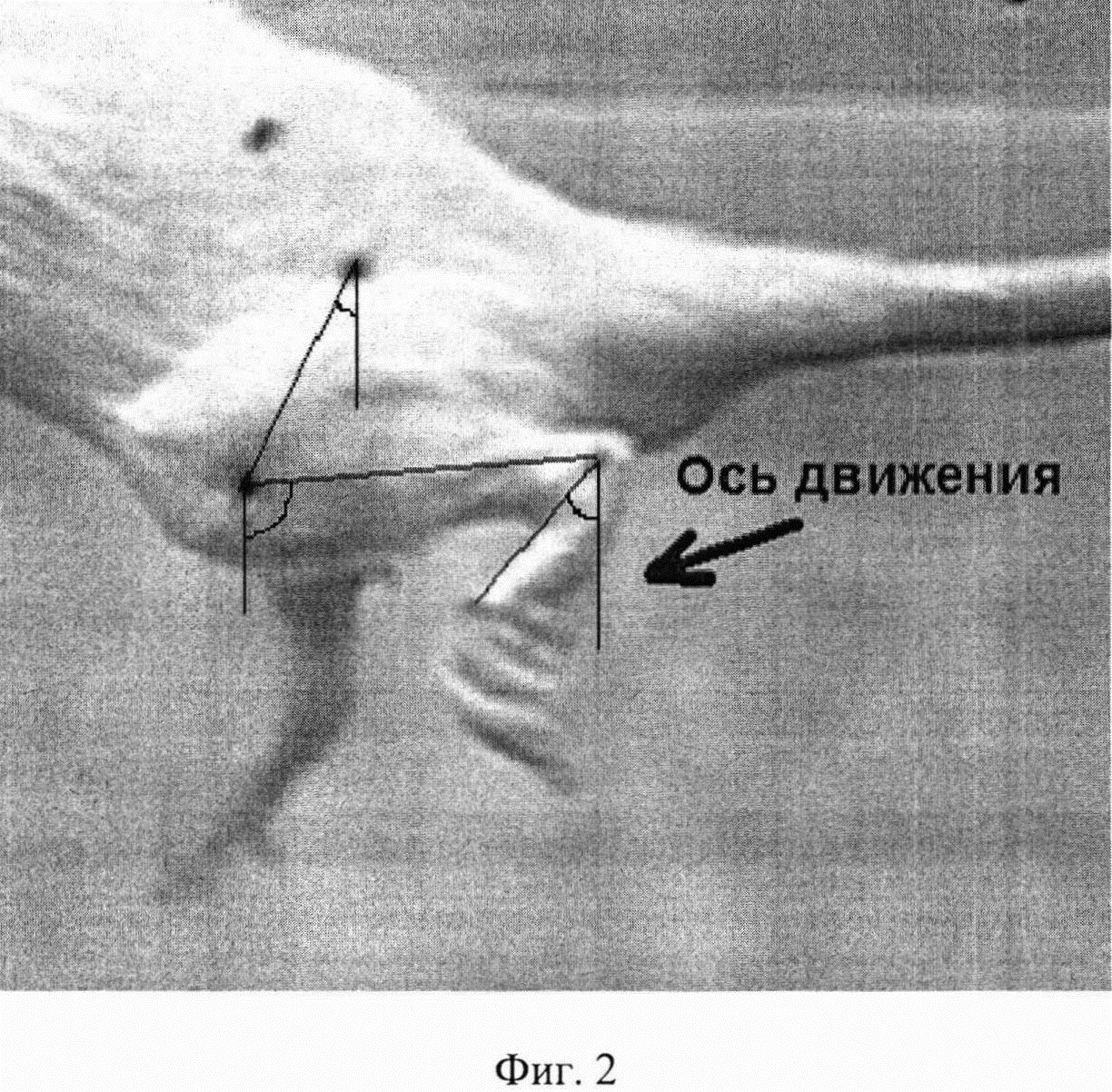 Способ оценки двигательной активности задних конечностей животных после получения спинальной травмы
