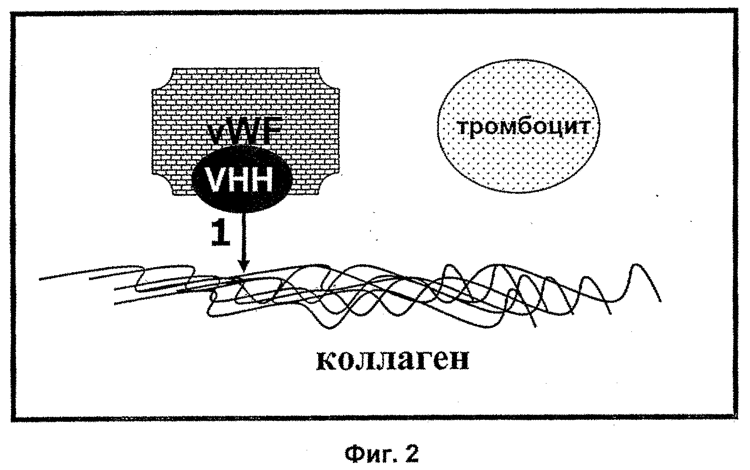 ТЕРАПЕВТИЧЕСКИЕ ПОЛИПЕПТИДЫ, ИХ ГОМОЛОГИ, ИХ ФРАГМЕНТЫ И ИХ ПРИМЕНЕНИЕ ДЛЯ МОДУЛЯЦИИ АГРЕГАЦИИ, ОПОСРЕДОВАННОЙ ТРОМБОЦИТАМИ