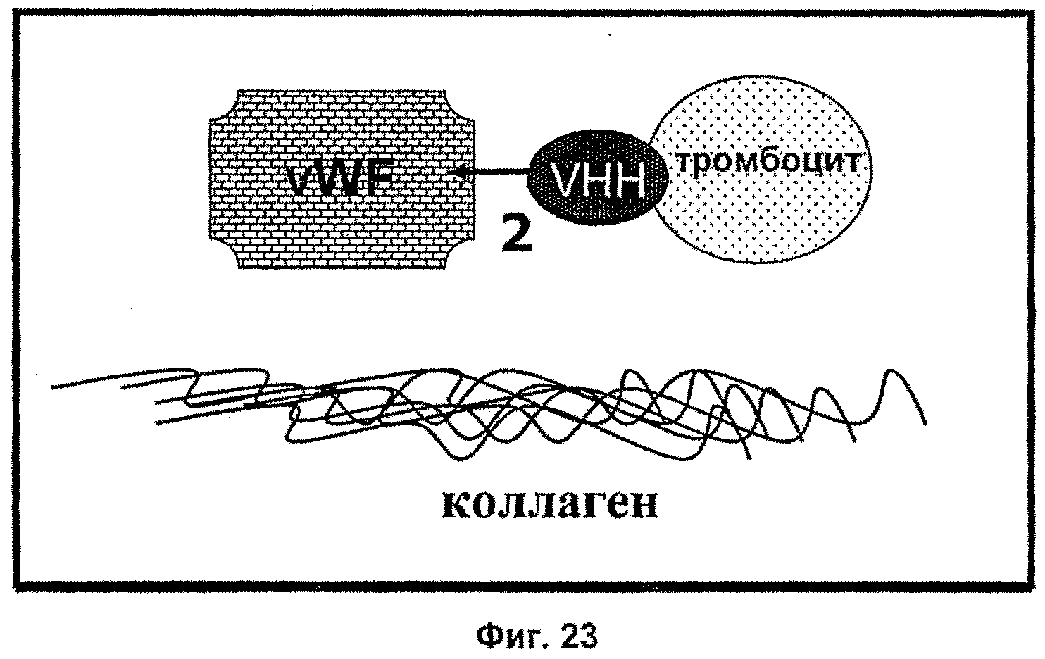 ТЕРАПЕВТИЧЕСКИЕ ПОЛИПЕПТИДЫ, ИХ ГОМОЛОГИ, ИХ ФРАГМЕНТЫ И ИХ ПРИМЕНЕНИЕ ДЛЯ МОДУЛЯЦИИ АГРЕГАЦИИ, ОПОСРЕДОВАННОЙ ТРОМБОЦИТАМИ