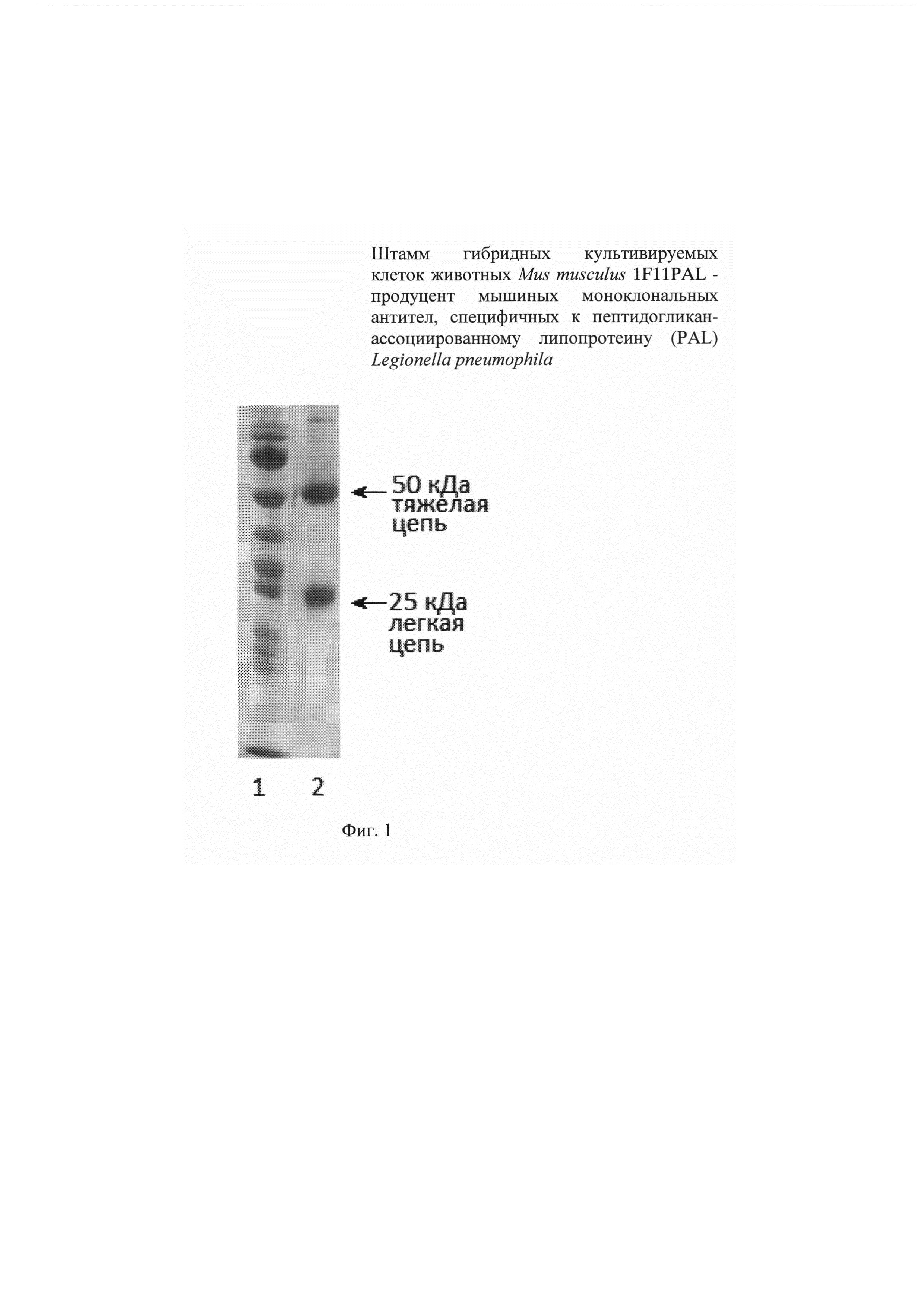 Штамм гибридных культивируемых клеток животных Mus musculus 1F11PAL - продуцент мышиных моноклональных антител, специфичных к пептидогликан-ассоциированному липопротеину (PAL) Legionella pneumophila