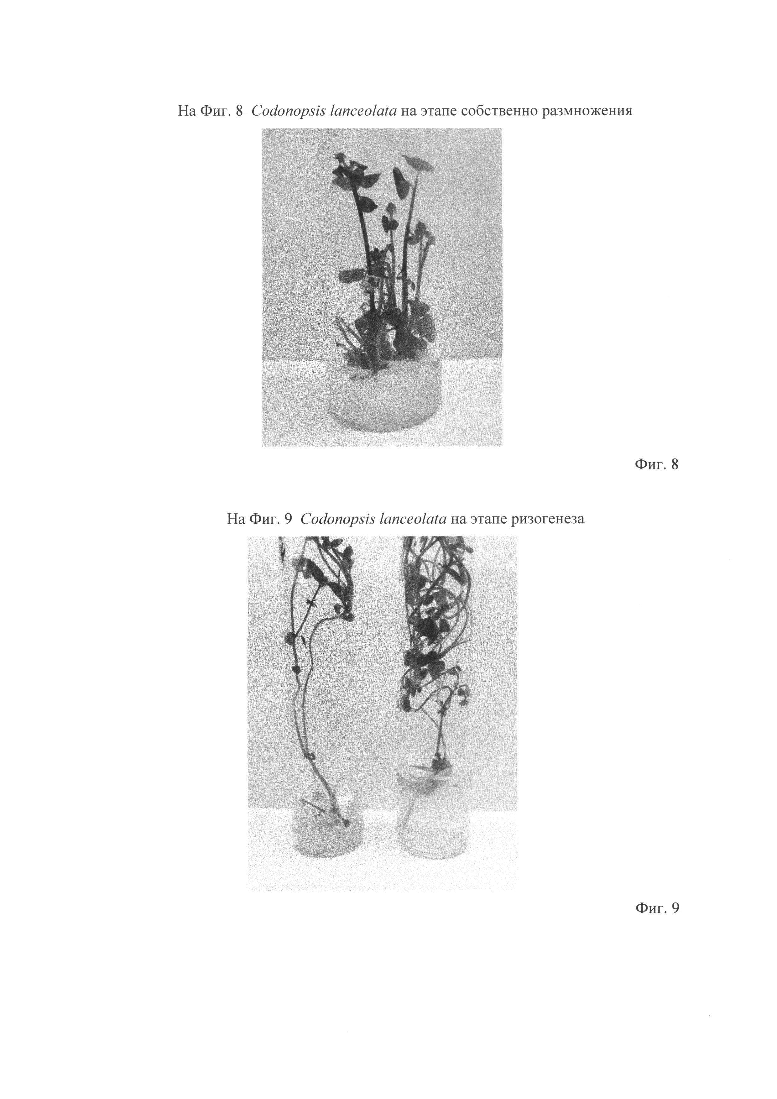 Способ клонального микроразмножения кодонопсиса ланцетного (Codonopsis lanceolata (Siebold.&Zucc.) Benth. & Hook. Fil.)