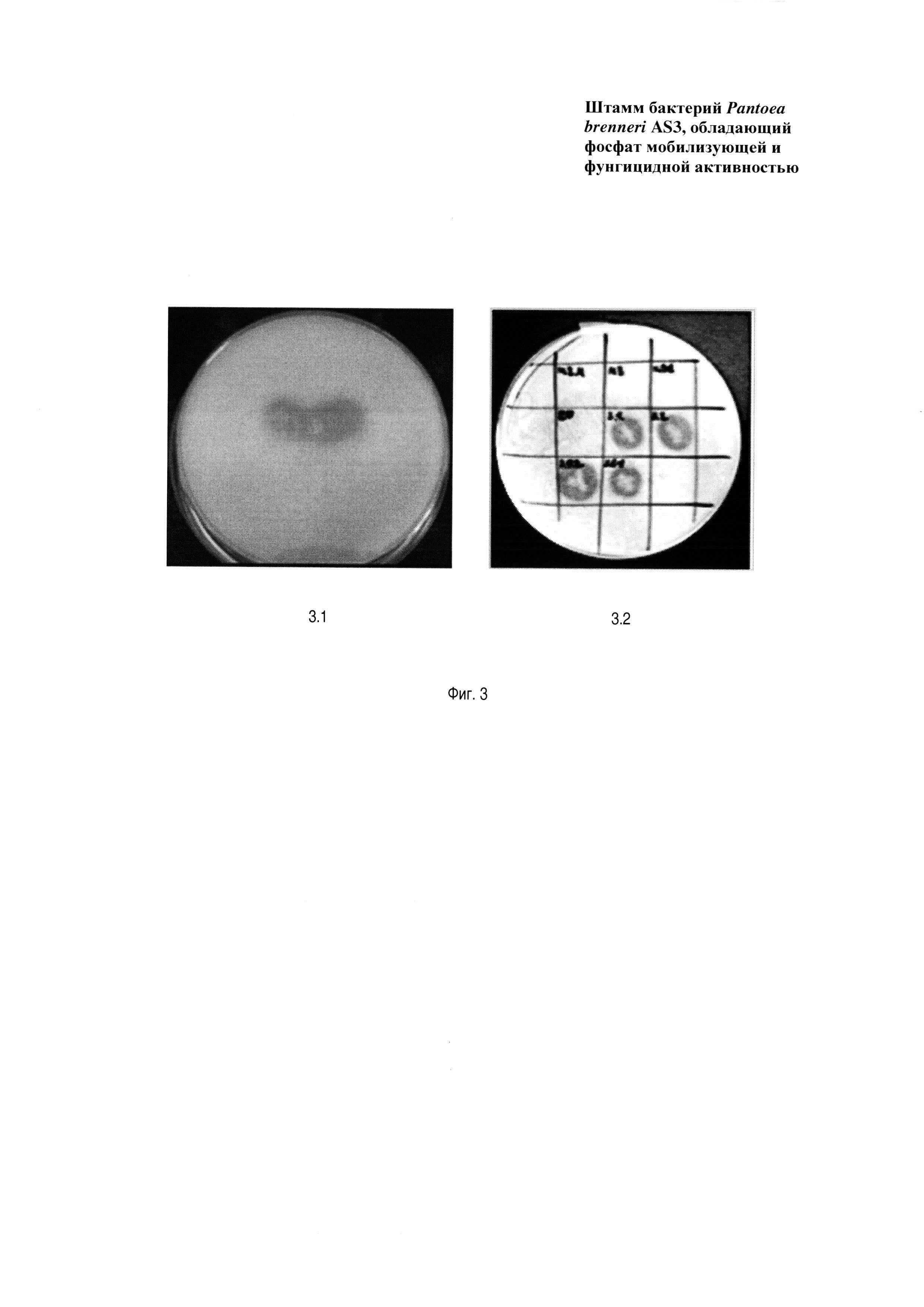 Штамм бактерий Pantoea brenneri, обладающий фосфатмобилизующей и фунгицидной активностью
