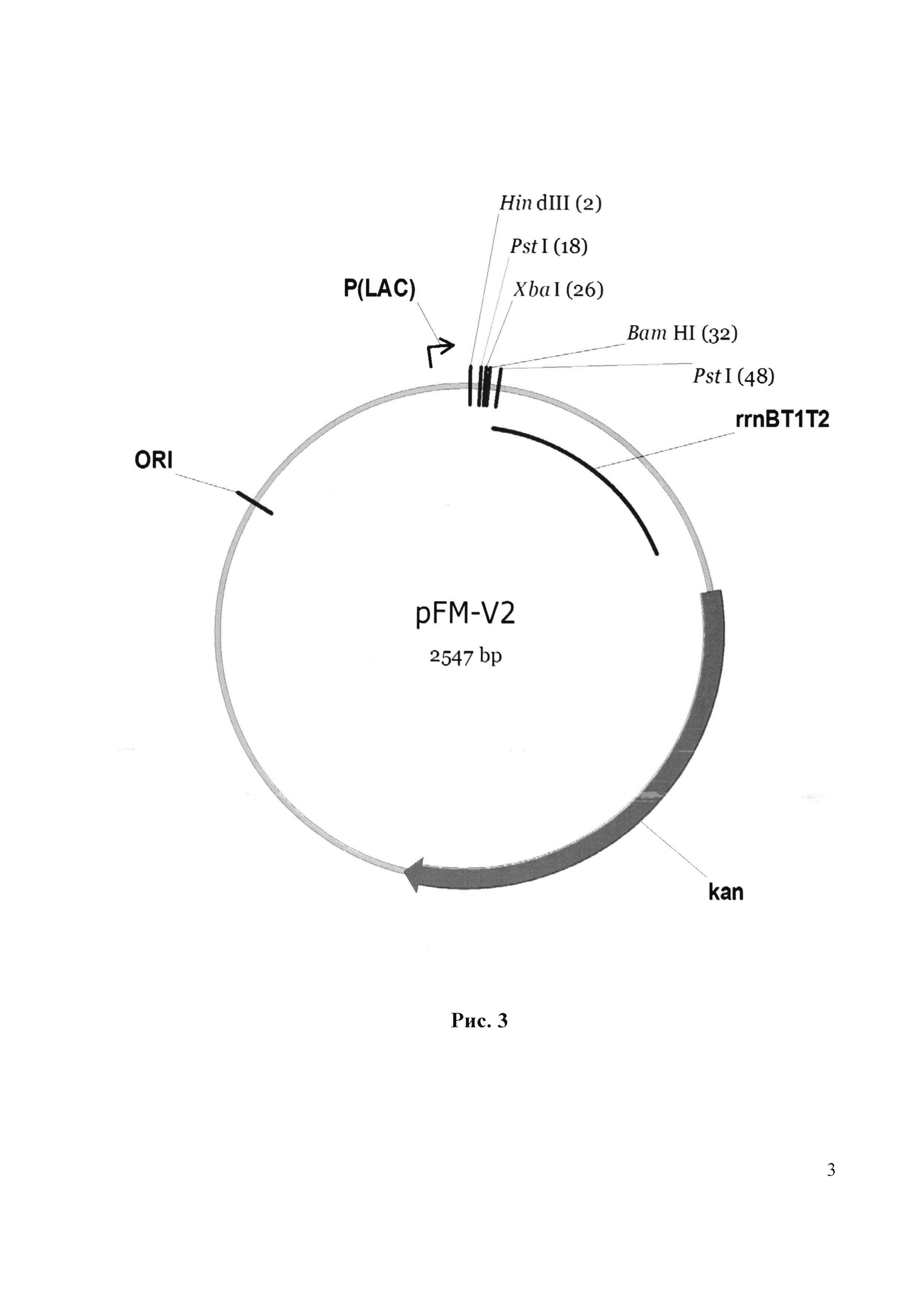Рекомбинантная плазмида pFM-IFN-17, обеспечивающая экспрессию интерферона альфа-2b человека, рекомбинантная плазмида pFM-АР, обеспечивающая экспрессию фермента метионинаминопептидазы E. coli, биплазмидный штамм Escherichia coli FM-IFN-АР (pFM-IFN-17, pFM-АР) - продуцент (Met-) рекомбинантного интерферона альфа-2b человека