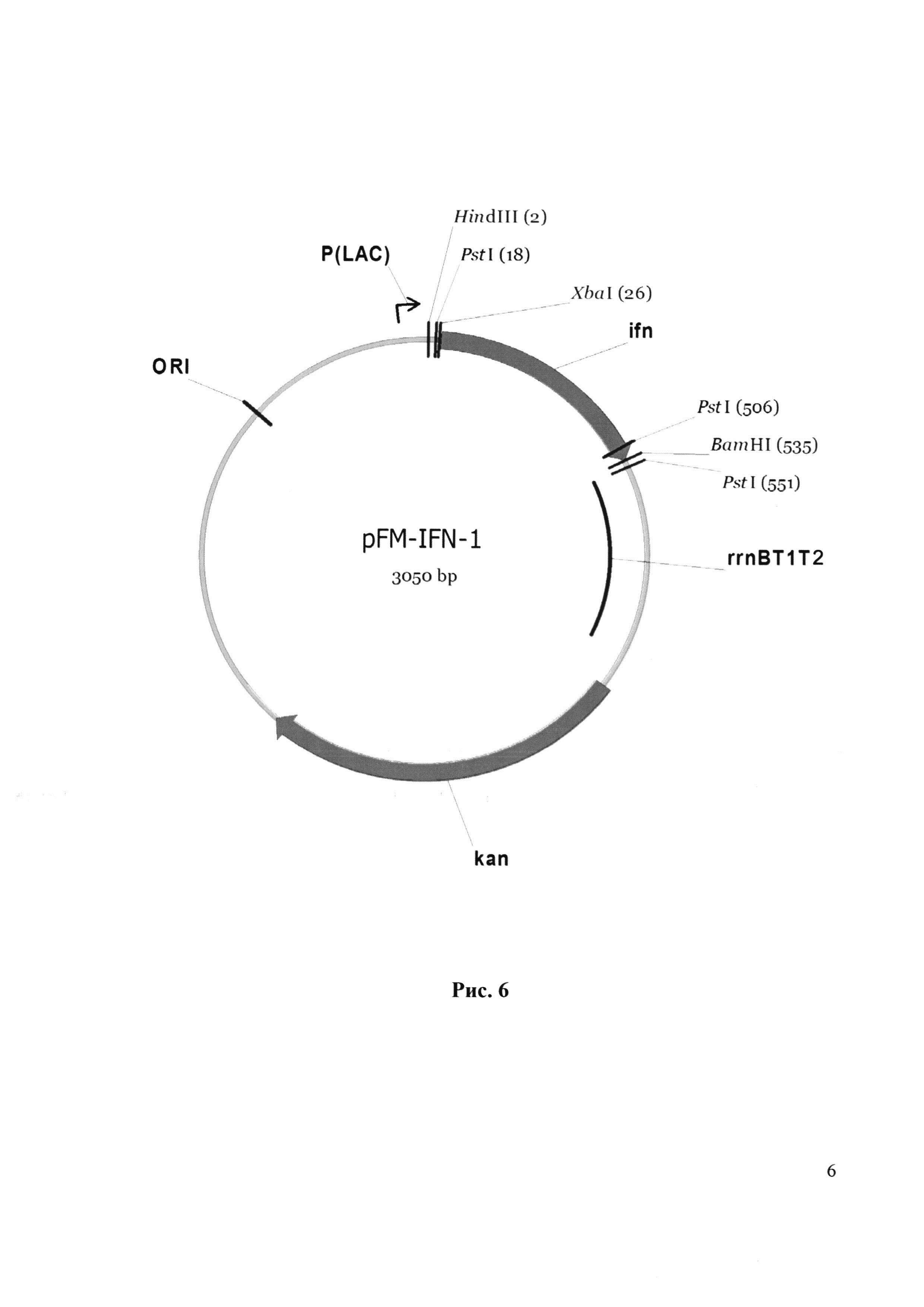 Рекомбинантная плазмида pFM-IFN-17, обеспечивающая экспрессию интерферона альфа-2b человека, рекомбинантная плазмида pFM-АР, обеспечивающая экспрессию фермента метионинаминопептидазы E. coli, биплазмидный штамм Escherichia coli FM-IFN-АР (pFM-IFN-17, pFM-АР) - продуцент (Met-) рекомбинантного интерферона альфа-2b человека