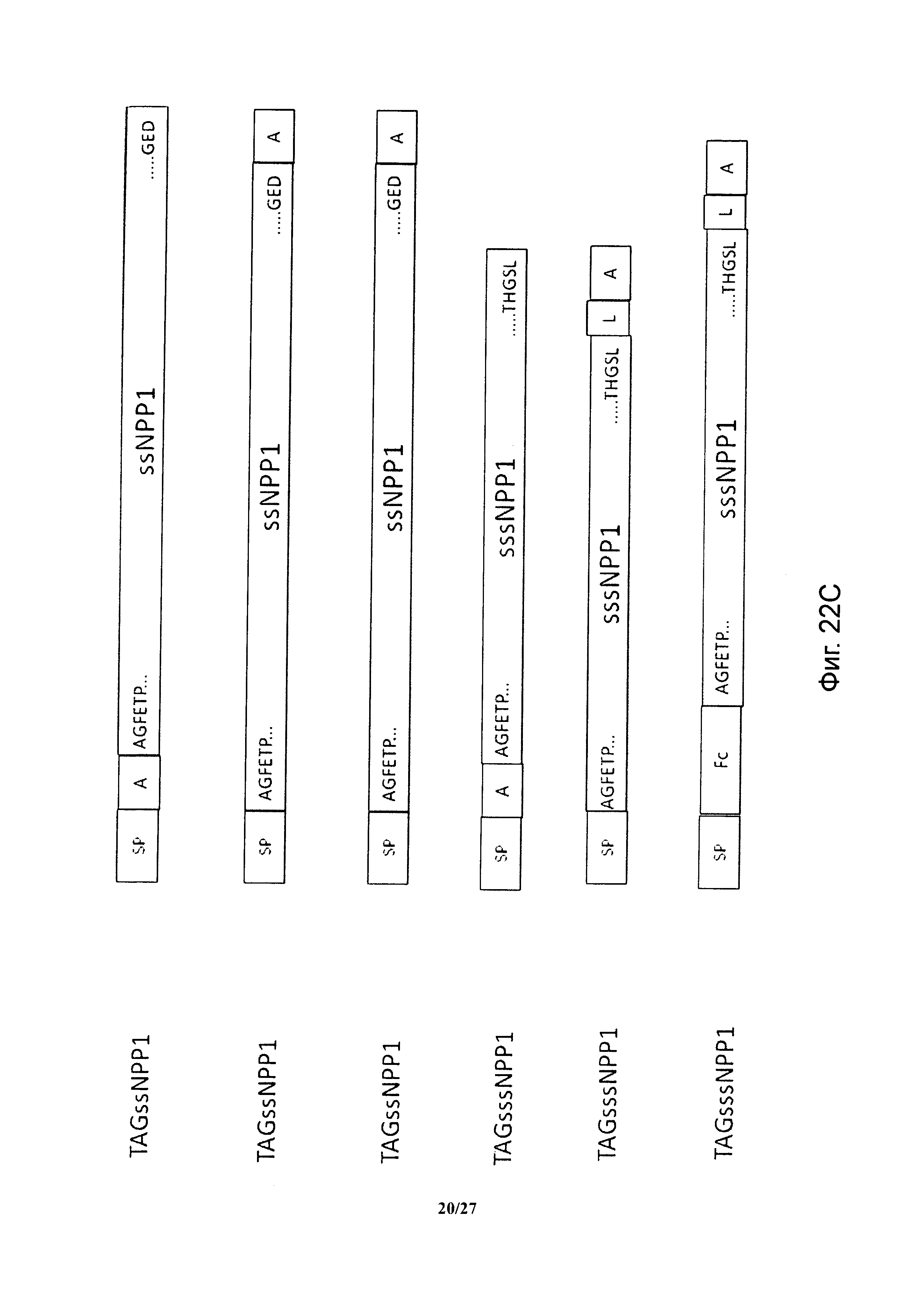 ГИБРИДНЫЕ БЕЛКИ NPP1