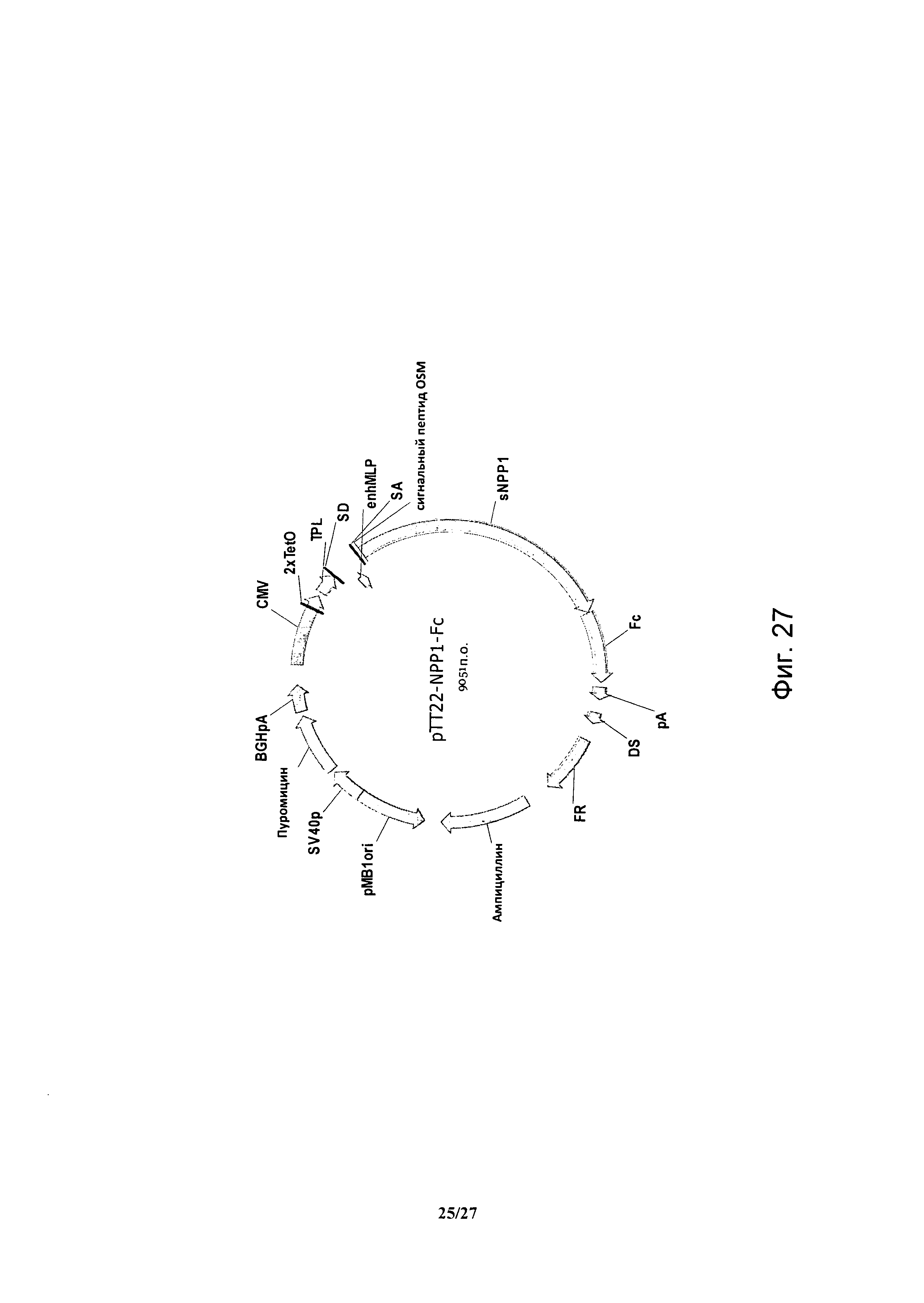 ГИБРИДНЫЕ БЕЛКИ NPP1