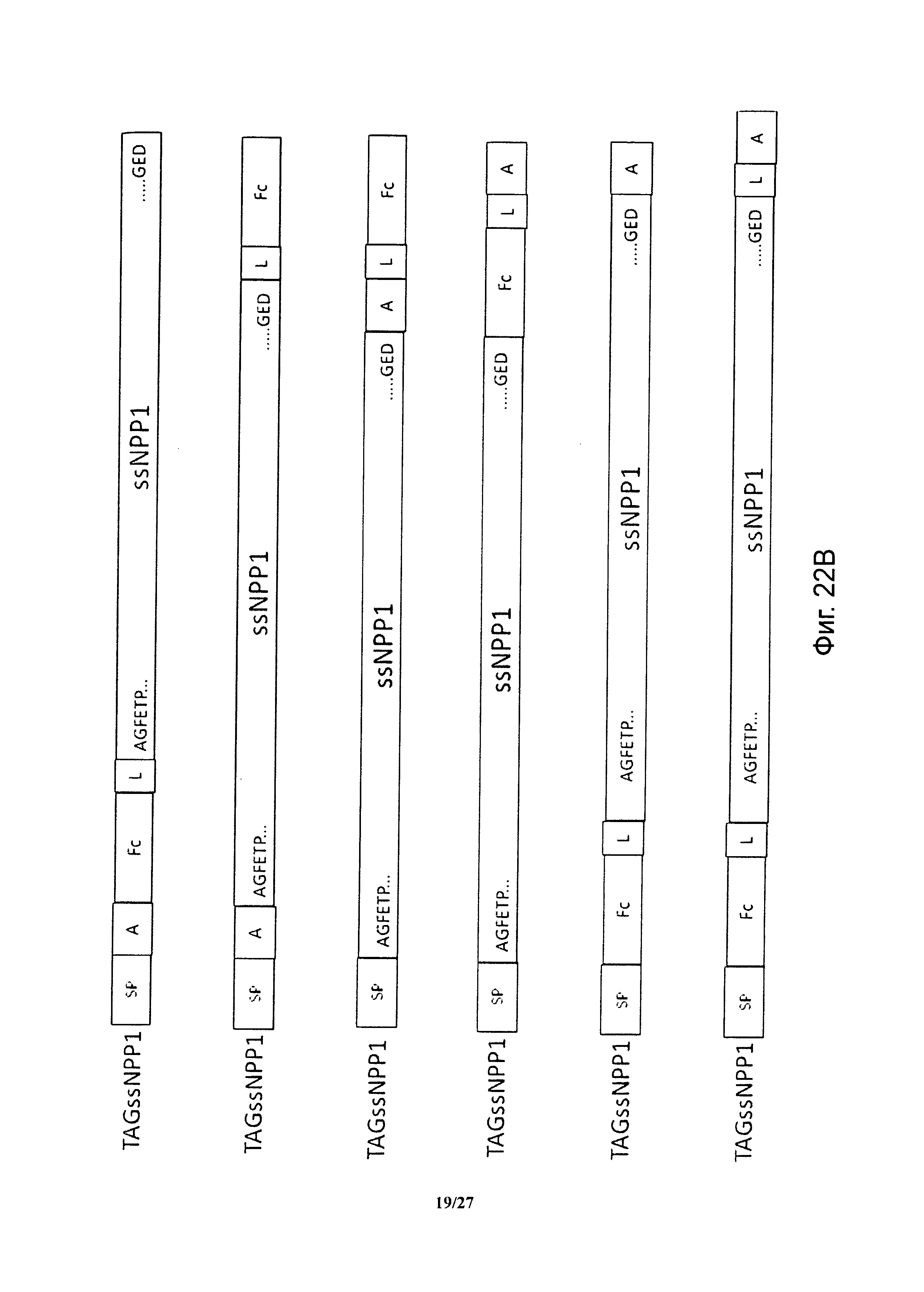 ГИБРИДНЫЕ БЕЛКИ NPP1