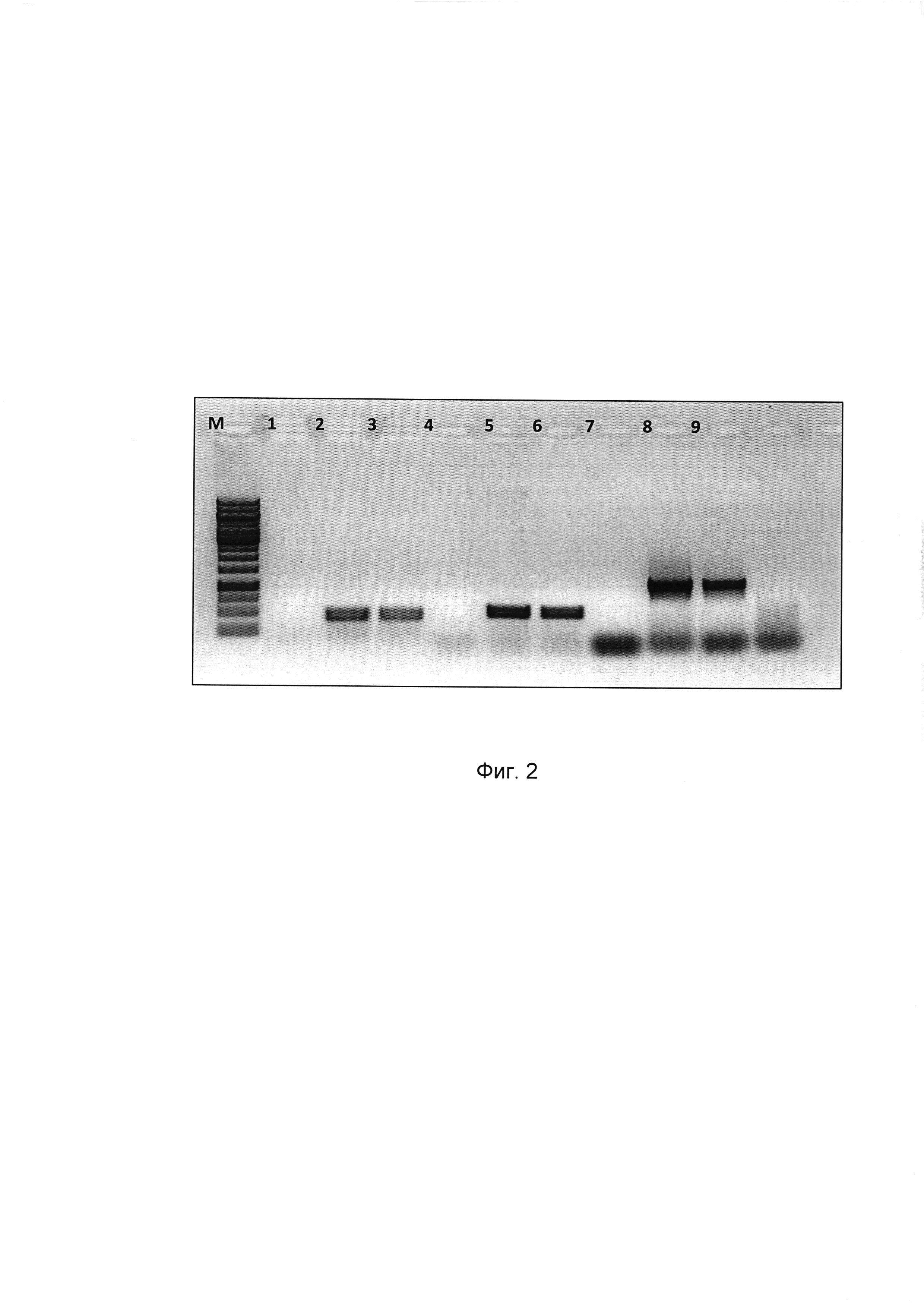 Штамм рекомбинантной псевдоаденовирусной частицы на основе генома аденовируса человека 5 серотипа Ad5-tetOFF-E3-HA125, несущей ген консенсусной последовательности гемагглютинина вируса гриппа А субтипов H1, H2, H5 для создания противогриппозных иммуногенных препаратов, способ получения гена