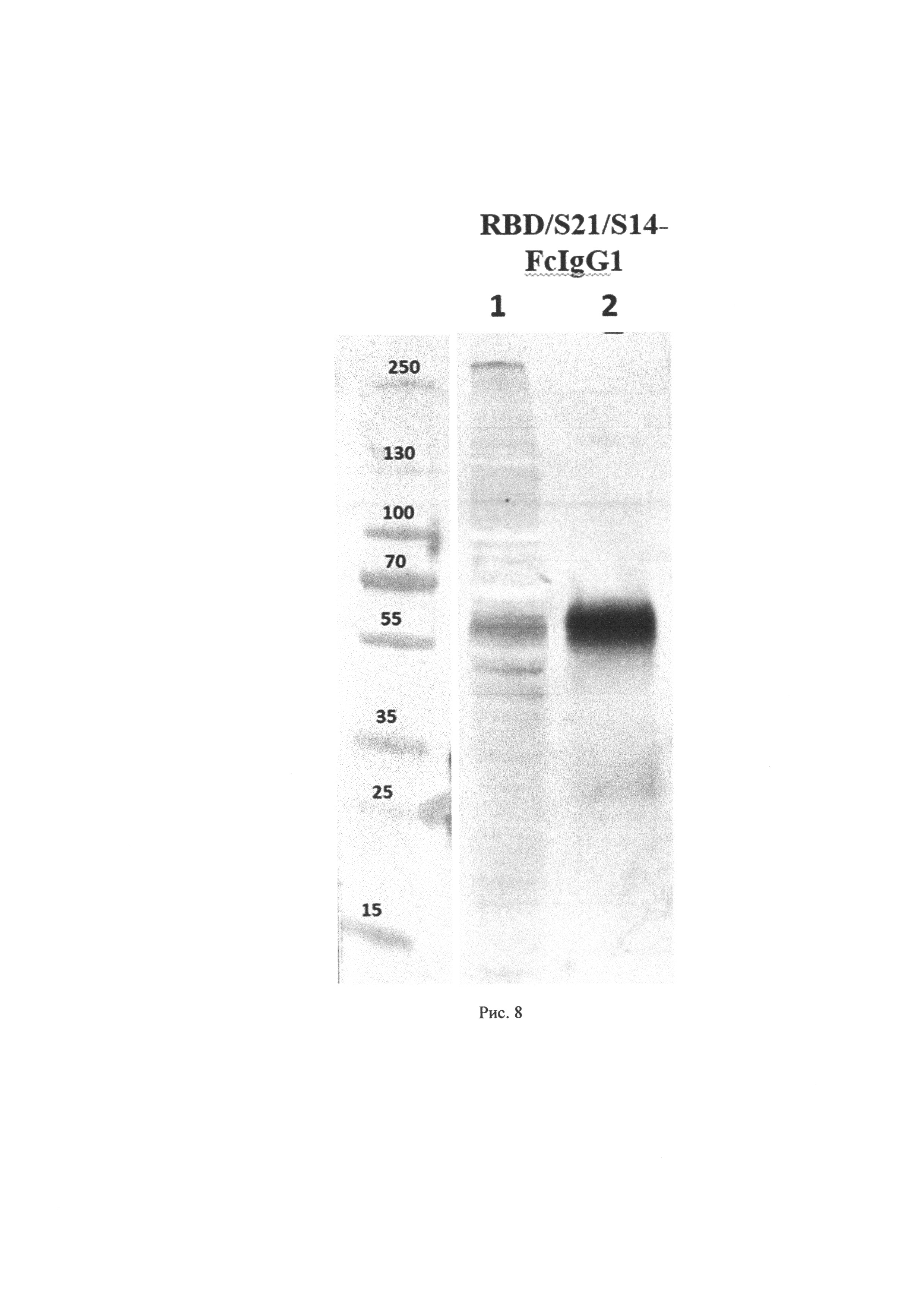 Гибридный ген, состоящий из рецептора RBD поверхностного белка S коронавируса SARS-CoV-2, эпитопов S14P5 и S21P2, Fc-фрагмента, для получения рекомбинантного антигена и его применения в составе вакцинной композиции против коронавирусной инфекции
