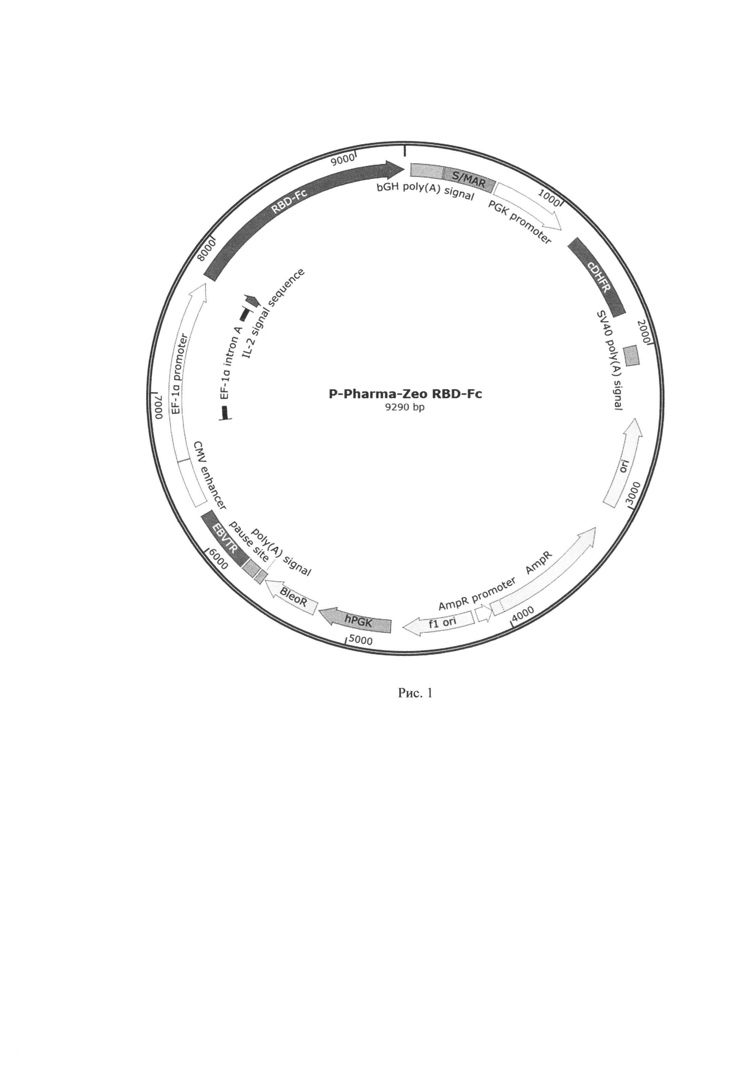 Гибридный ген, состоящий из рецептора RBD поверхностного белка S коронавируса SARS-CoV-2, эпитопов S14P5 и S21P2, Fc-фрагмента, для получения рекомбинантного антигена и его применения в составе вакцинной композиции против коронавирусной инфекции