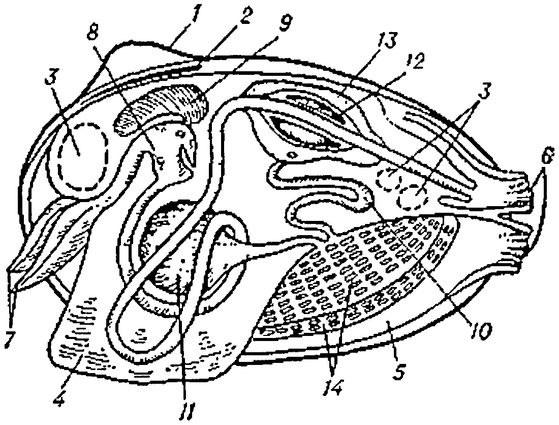 Строение моллюска рисунок. Внутреннее строение беззубки. Анатомия двустворчатых моллюсков. Беззубка моллюск внутреннее строение. Внутренне строение двустворчатых моллюсков.