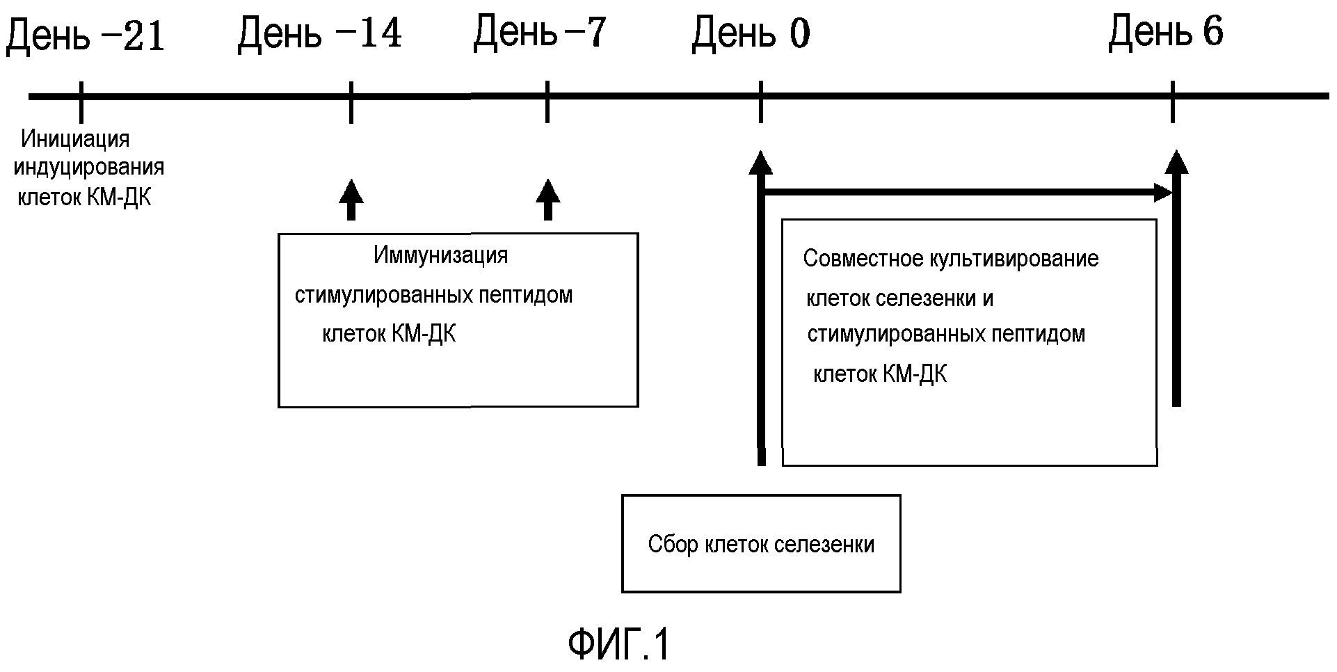 CDH3-ПЕПТИД И ВКЛЮЧАЮЩЕЕ ЕГО ЛЕКАРСТВЕННОЕ СРЕДСТВО