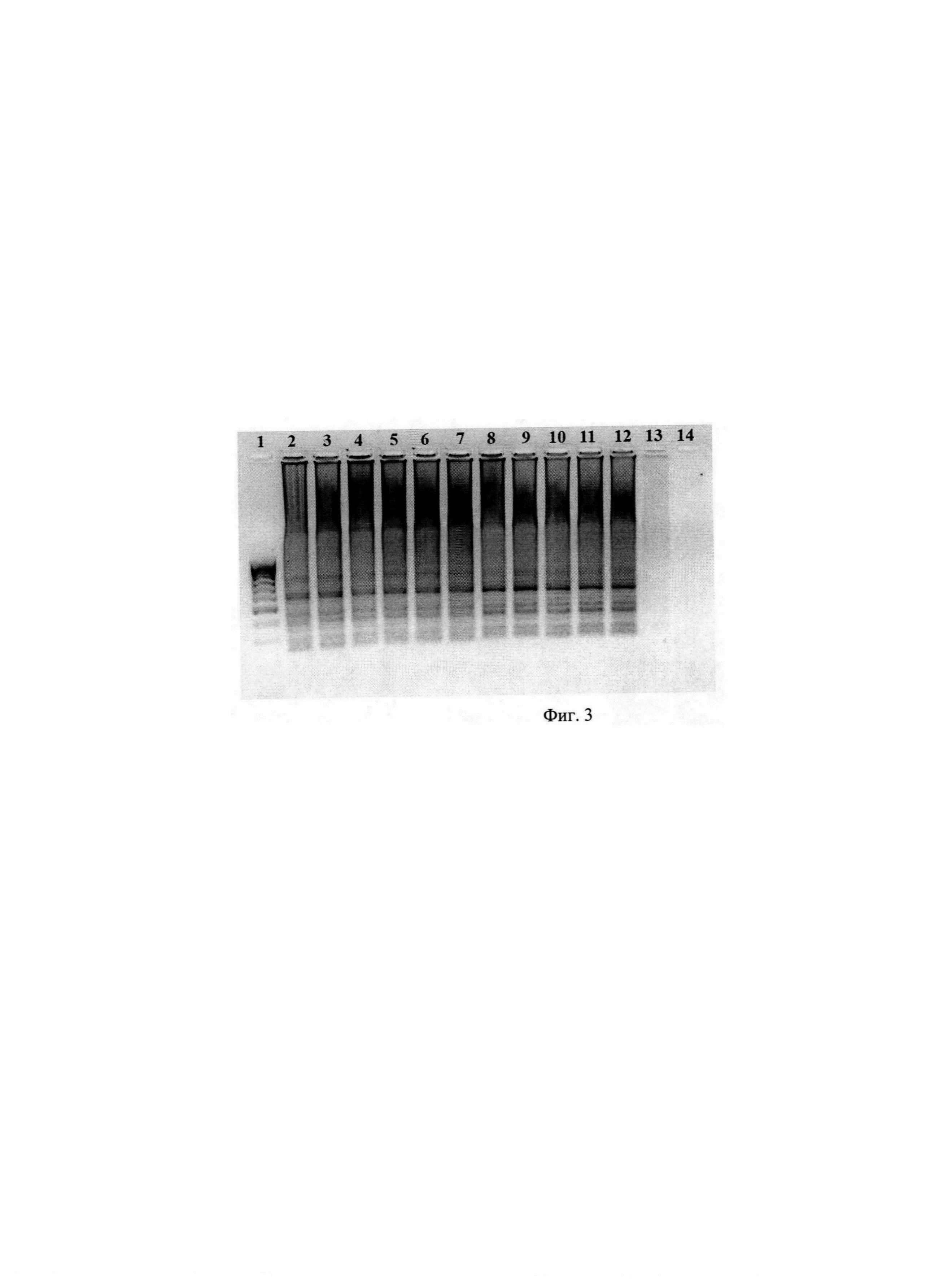 Набор олигонуклеотидных праймеров Ft 40 и способ определения бактерий Francisella tularensis (Варианты)