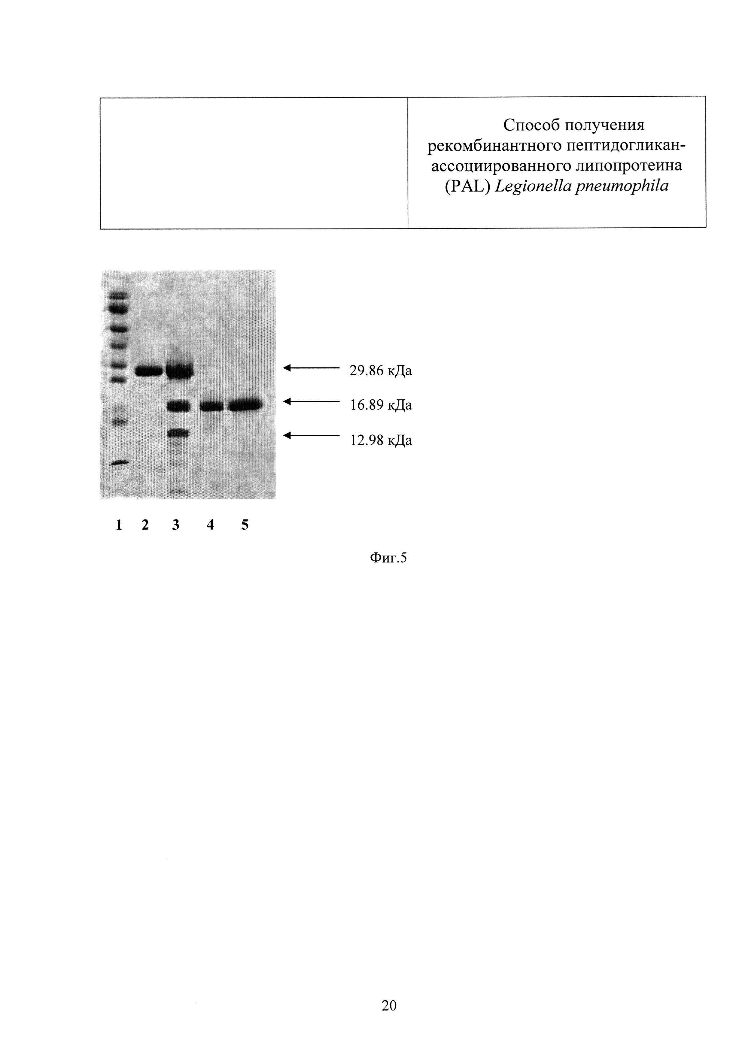 Способ получения рекомбинантного пептидогликан-ассоциированного липопротеина (PAL) Legionella pneumophila