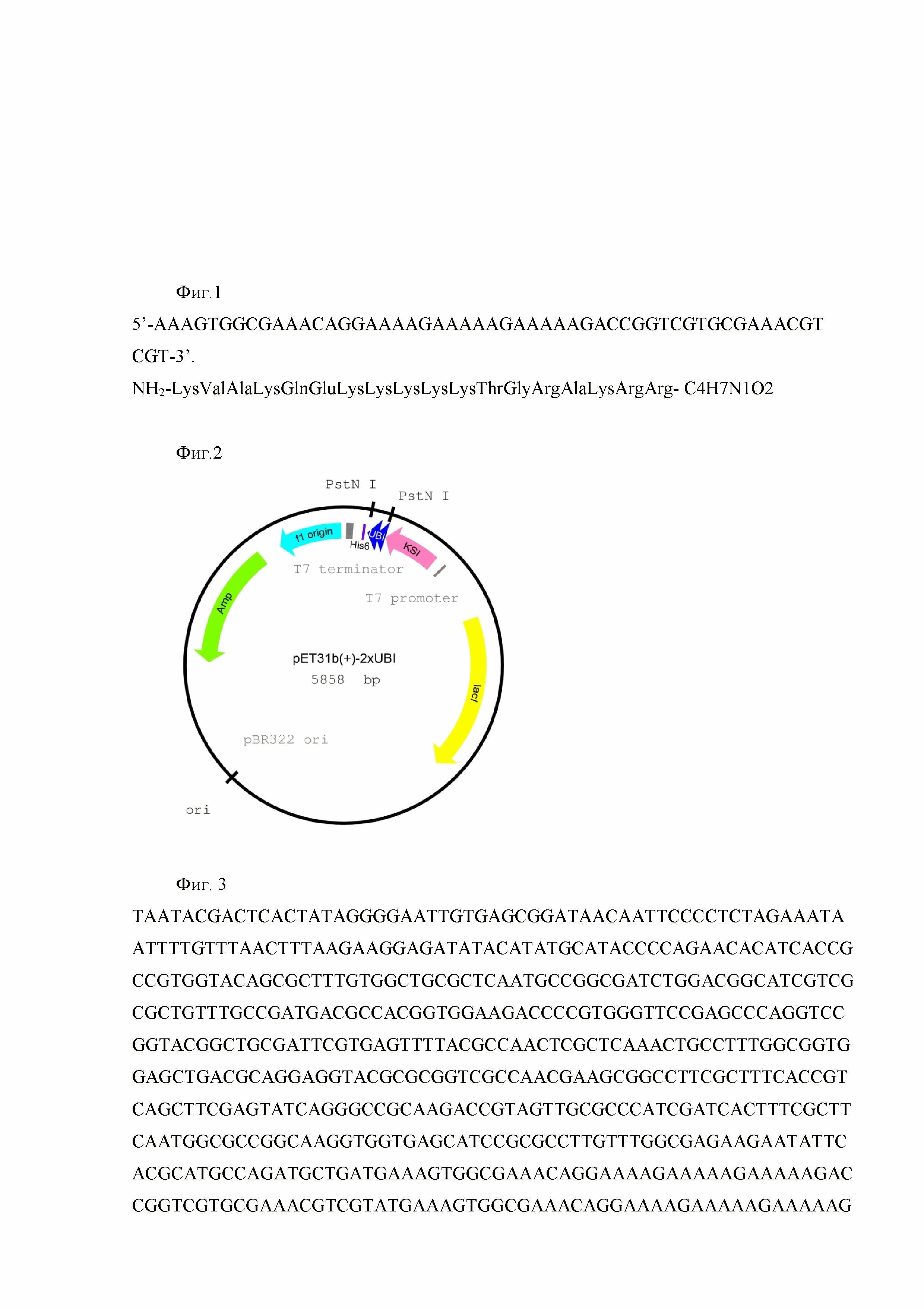 Способ получения рекомбинантного антимикробного пептида UBI18-35, рекомбинантная плазмидная ДНК pET31b-2хUBI18-35 и штамм-продуцент Escherichia coli BL21 Rosetta DE3 pLysS/ pET31b-2хUBI18-35 антимикробного пептида UBI18-35