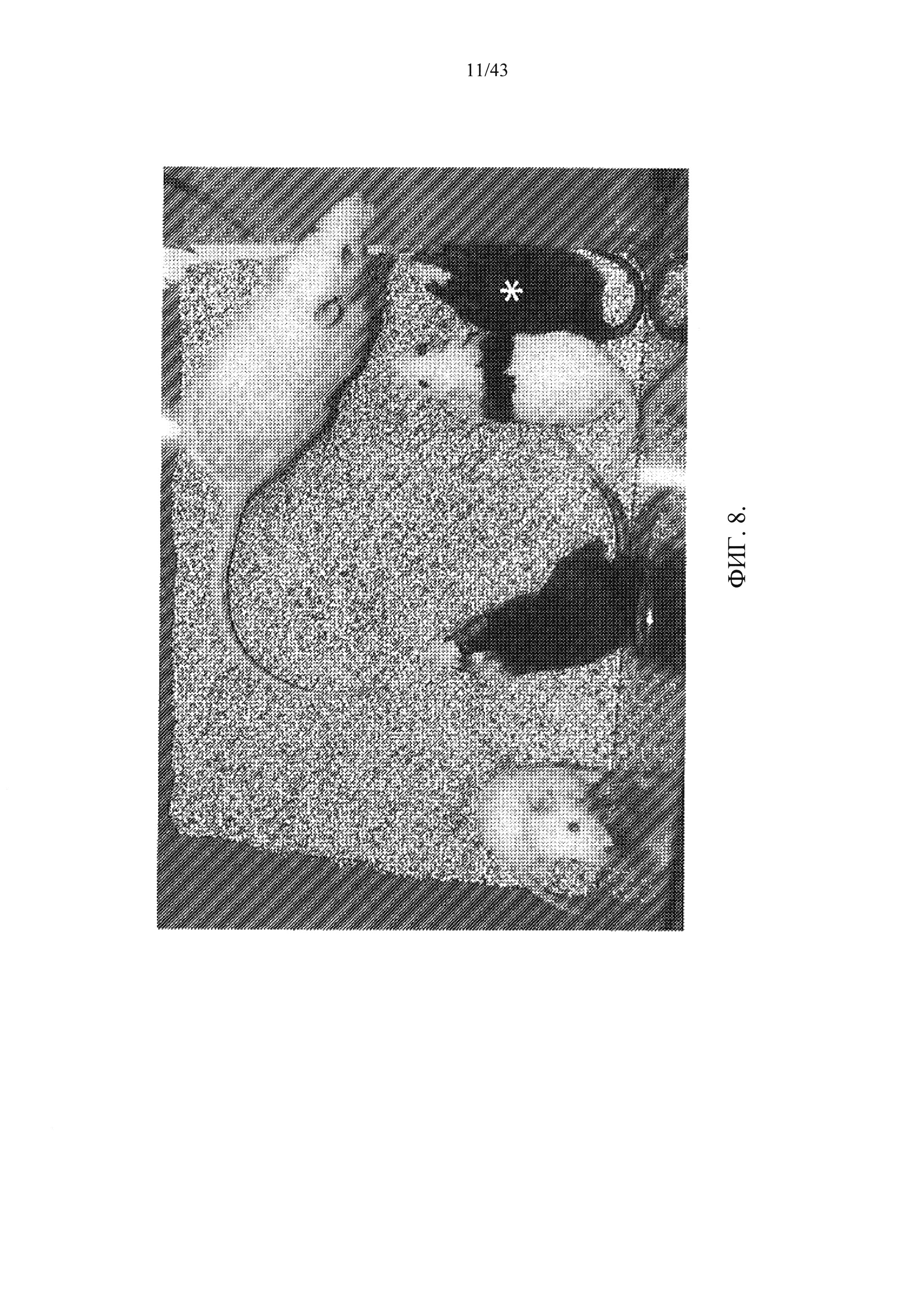 При расшифровке генома крысы было установлено 30. Геном крысы.