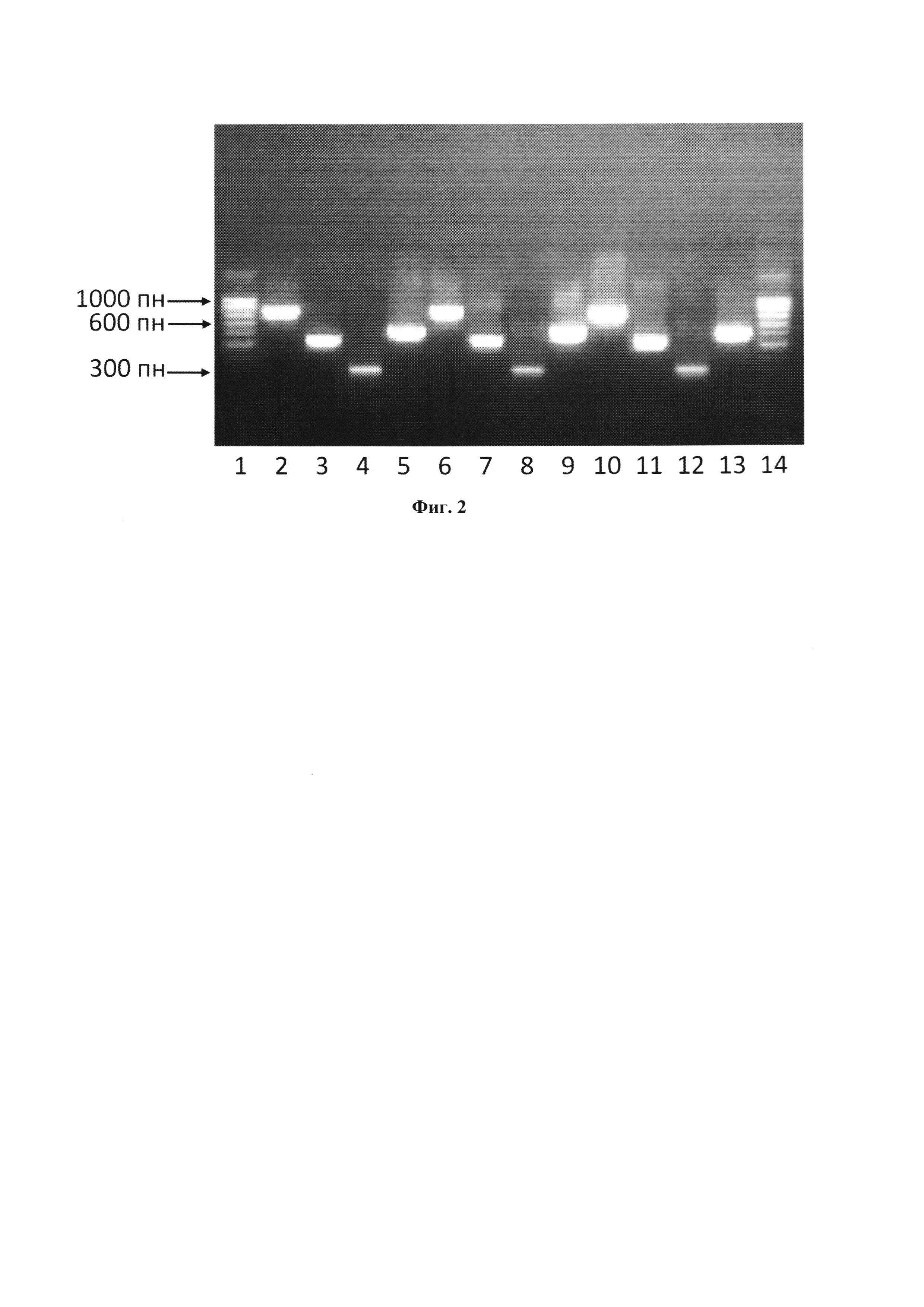 Способ устранения ложноположительных результатов, вызванных контаминацией ДНК-полимераз фрагментами чужеродной ДНК, при индентификации генов blaTEM