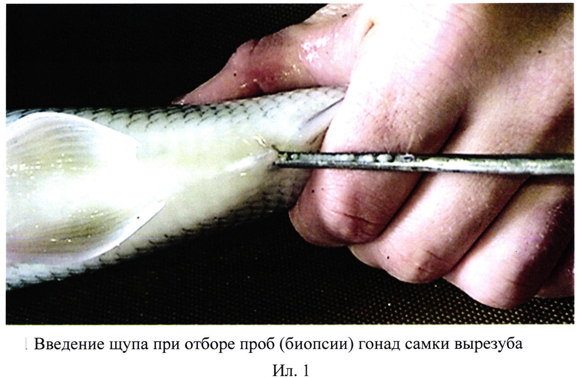 Способ введения щупа при отборе проб (биопсии) гонад вырезуба Rutilus frisii frisii