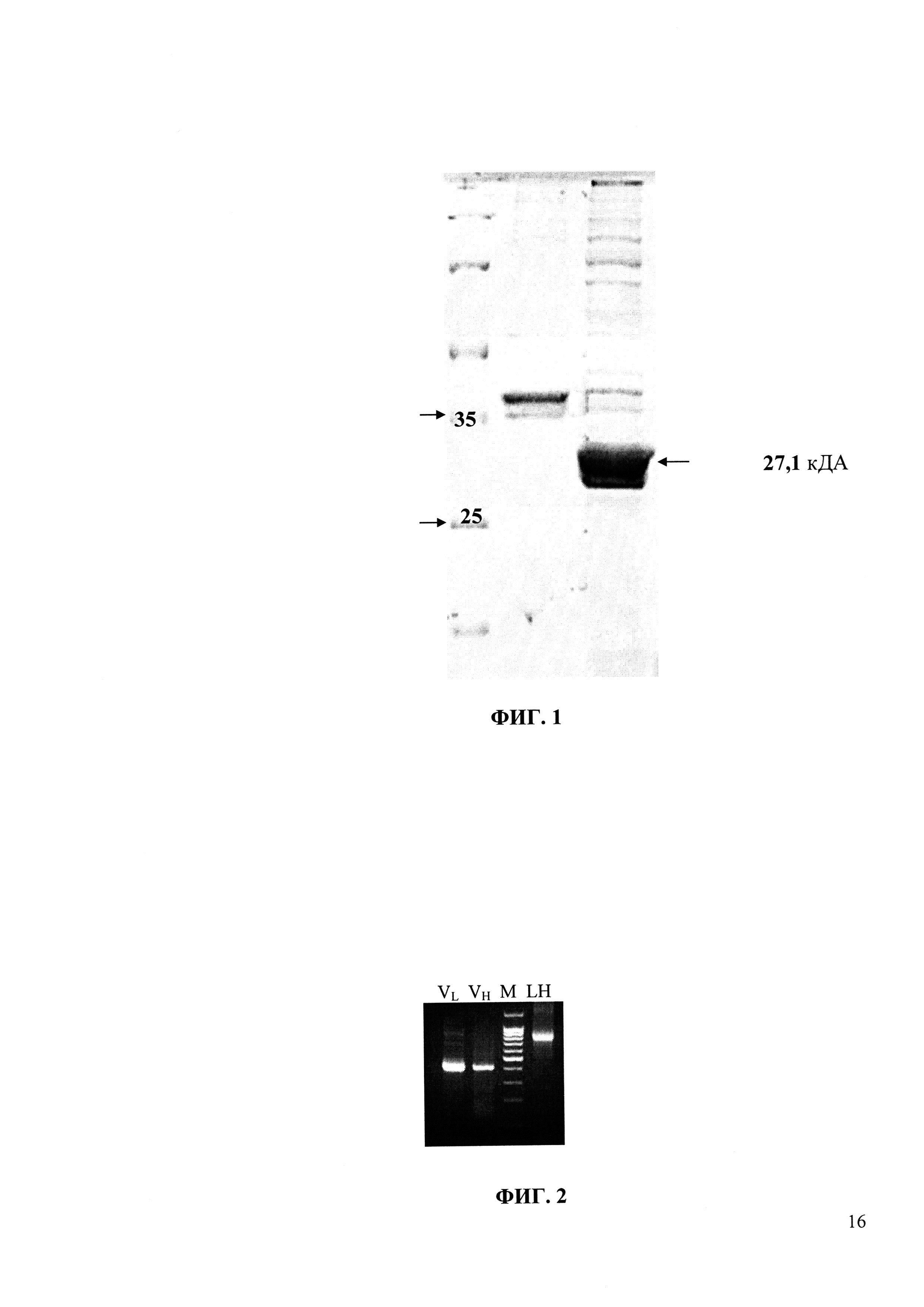 Антитела, связывающие опухолеассоциированный MUC1, и способы их получения