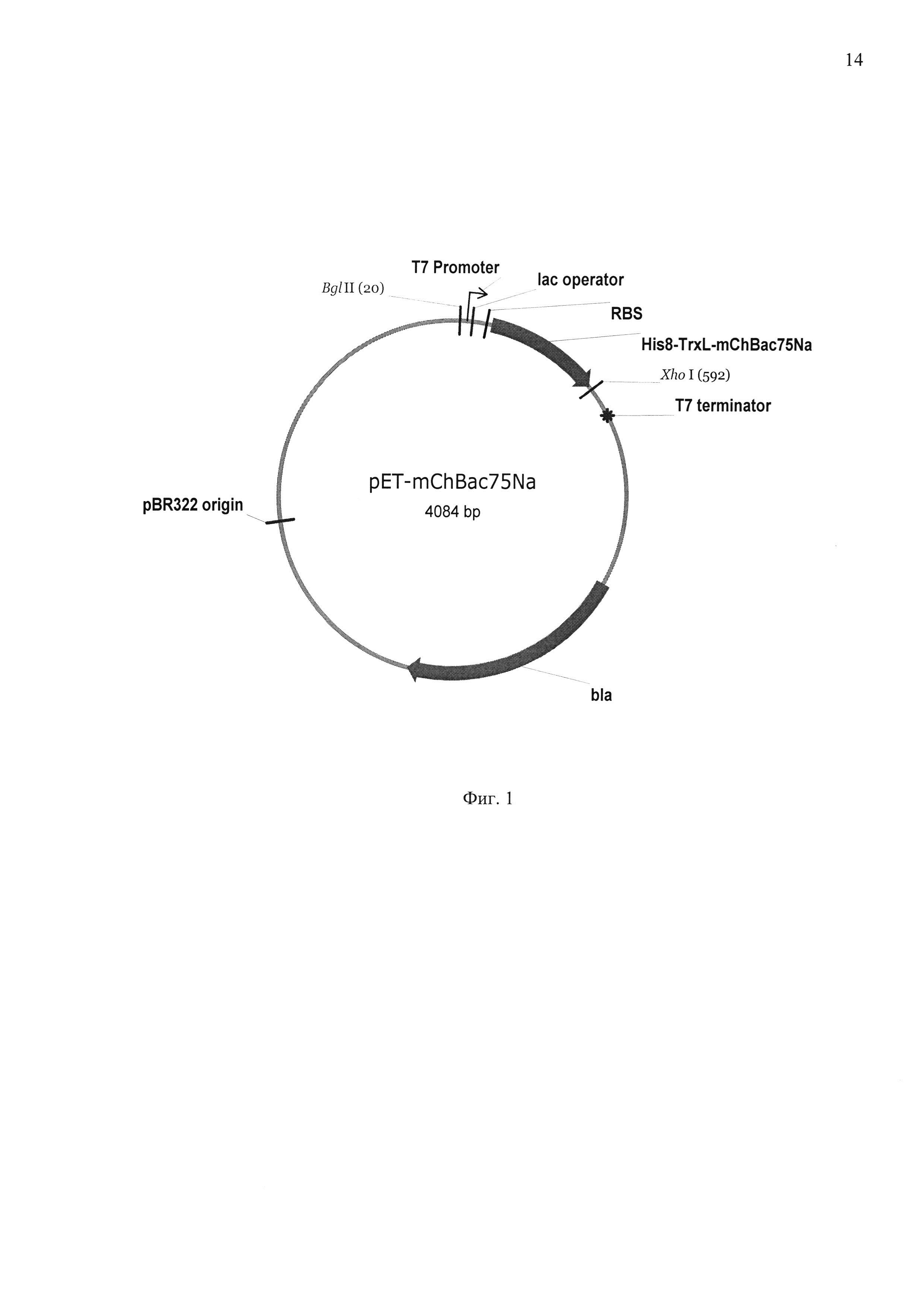 Плазмидный вектор pET-mChBac75Na, штамм бактерии Eschrichia coli BL21(DE3/ pET-mChBac75Na для экспрессии антимикробного пептида минибактенецина ChBac7.5 Nα и способ получения указанного пептида