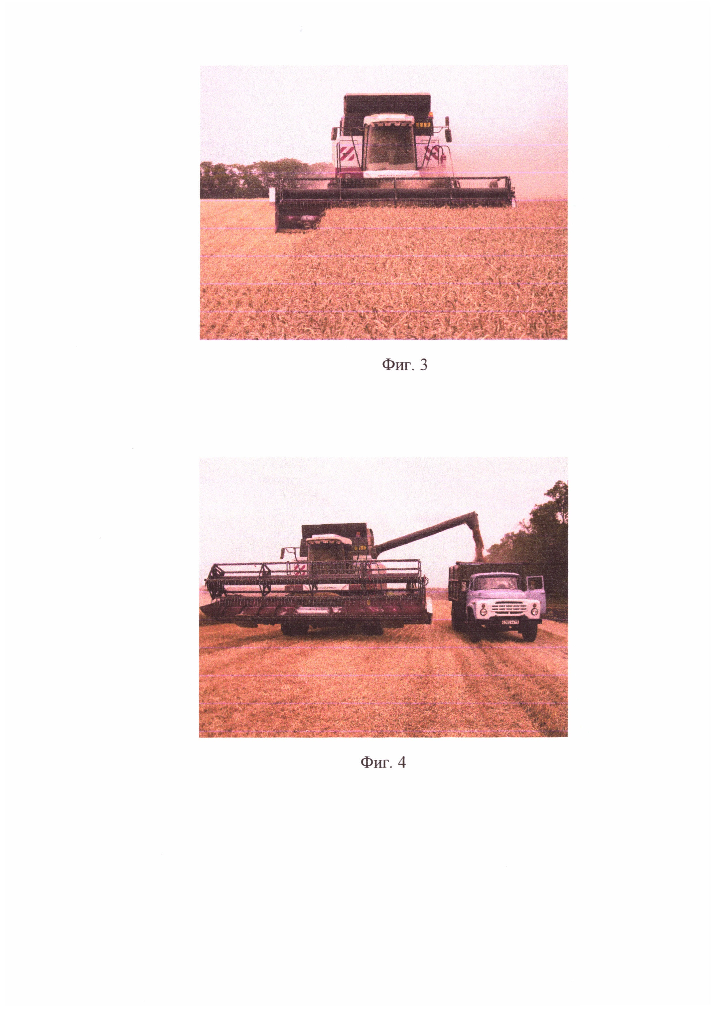 Способ уборки зерновых культур прямым комбайнированием с выгрузкой зерна на краю поля