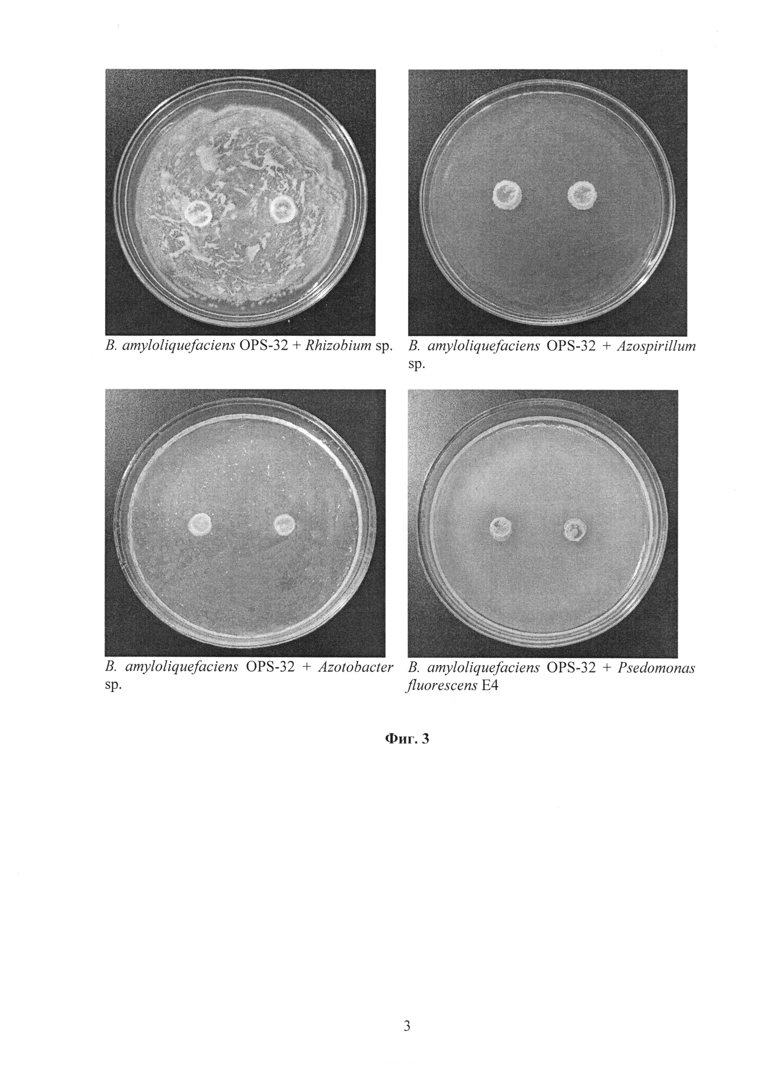 Штамм бактерий Bacillus amyloliquefaciens OPS-32 для получения биопрепарата комплексного действия для защиты сельскохозяйственных растений от фитопатогенных грибов, стимуляции их роста и повышения урожайности