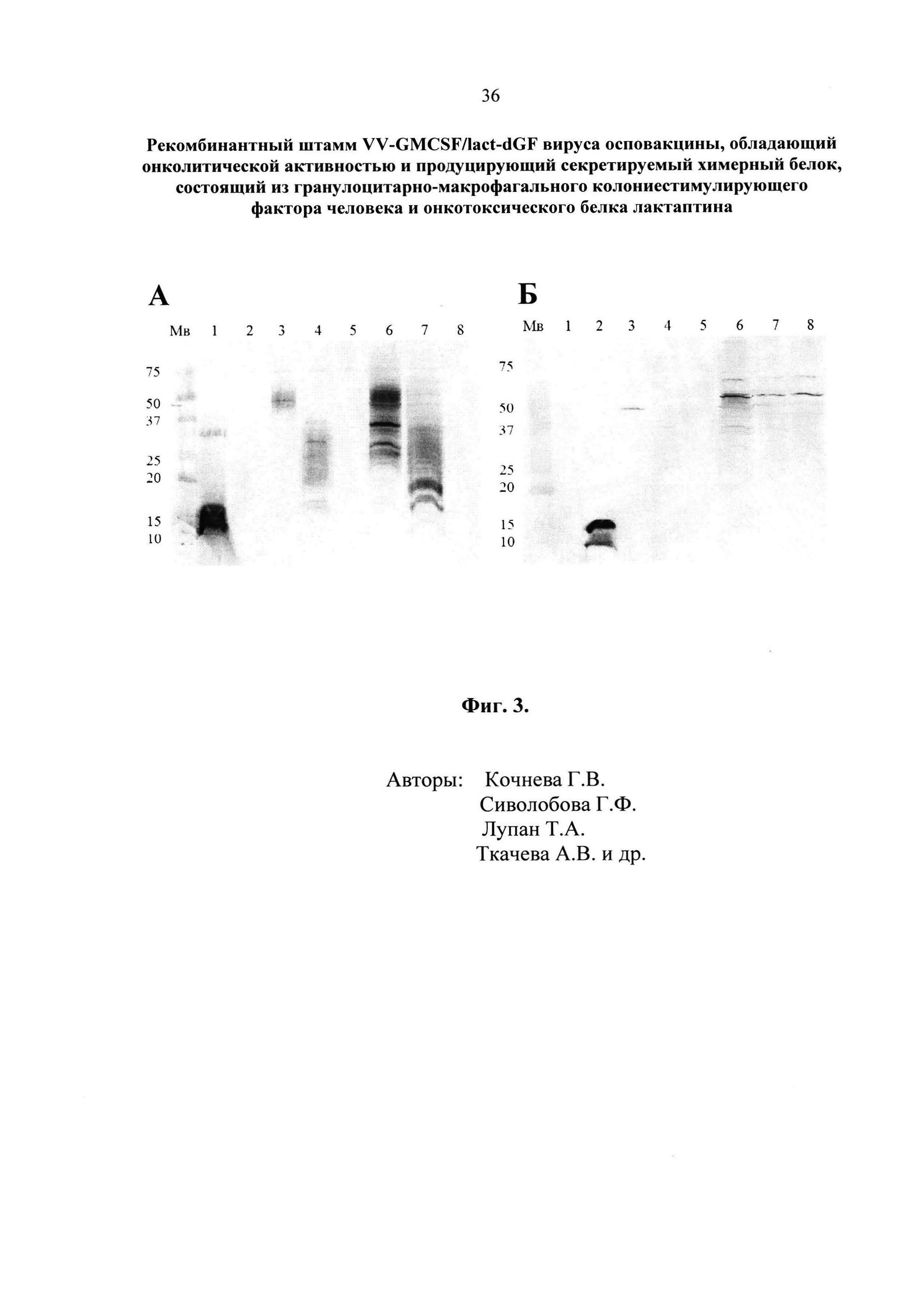 Рекомбинантный штамм VV-GMCSF/lact-dGF вируса осповакцины, обладающий онколитической активностью и продуцирующий секретируемый химерный белок, состоящий из гранулоцитарно-макрофагального колониестимулирующего фактора человека и онкотоксического белка лактаптина