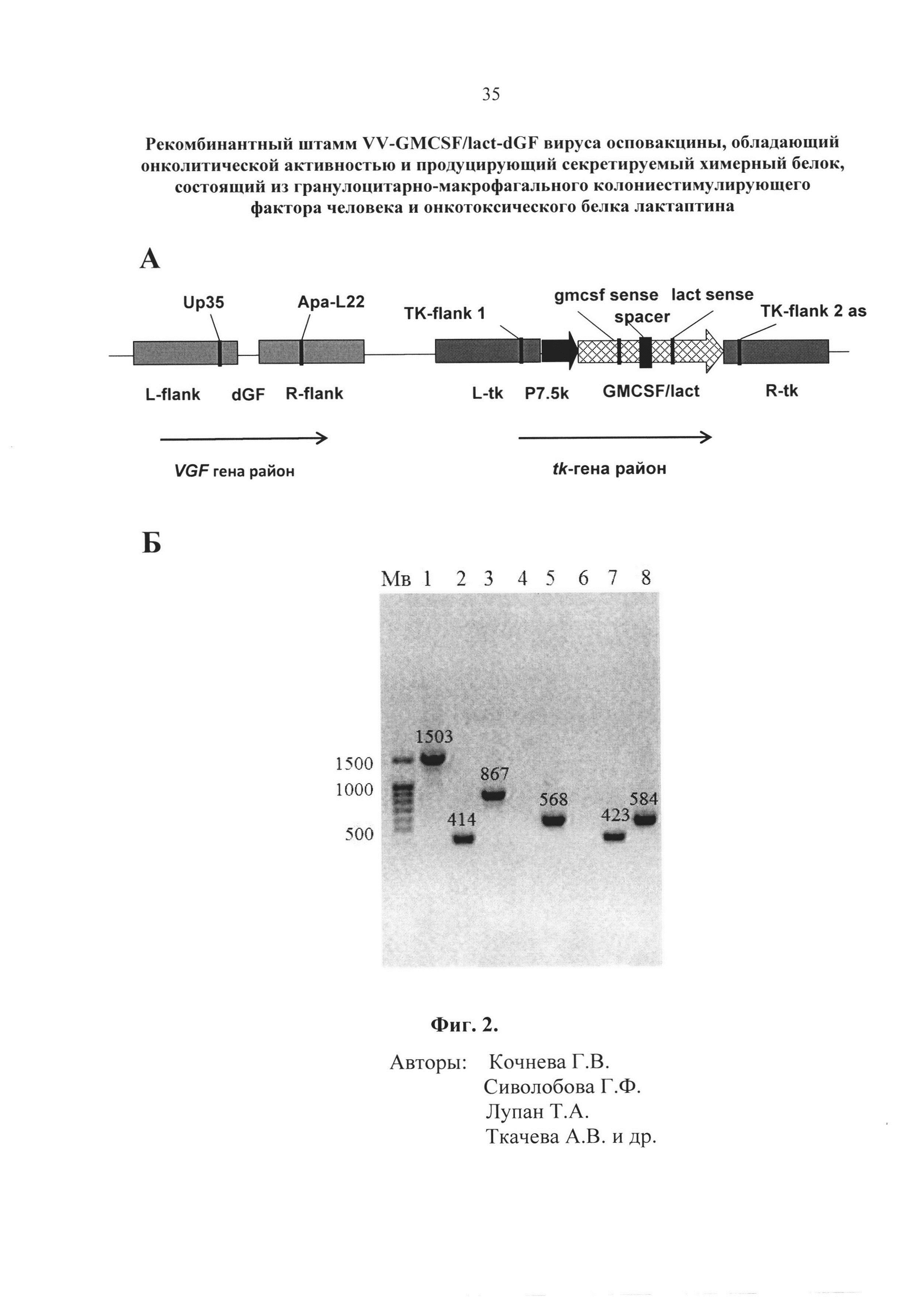Рекомбинантный штамм VV-GMCSF/lact-dGF вируса осповакцины, обладающий онколитической активностью и продуцирующий секретируемый химерный белок, состоящий из гранулоцитарно-макрофагального колониестимулирующего фактора человека и онкотоксического белка лактаптина