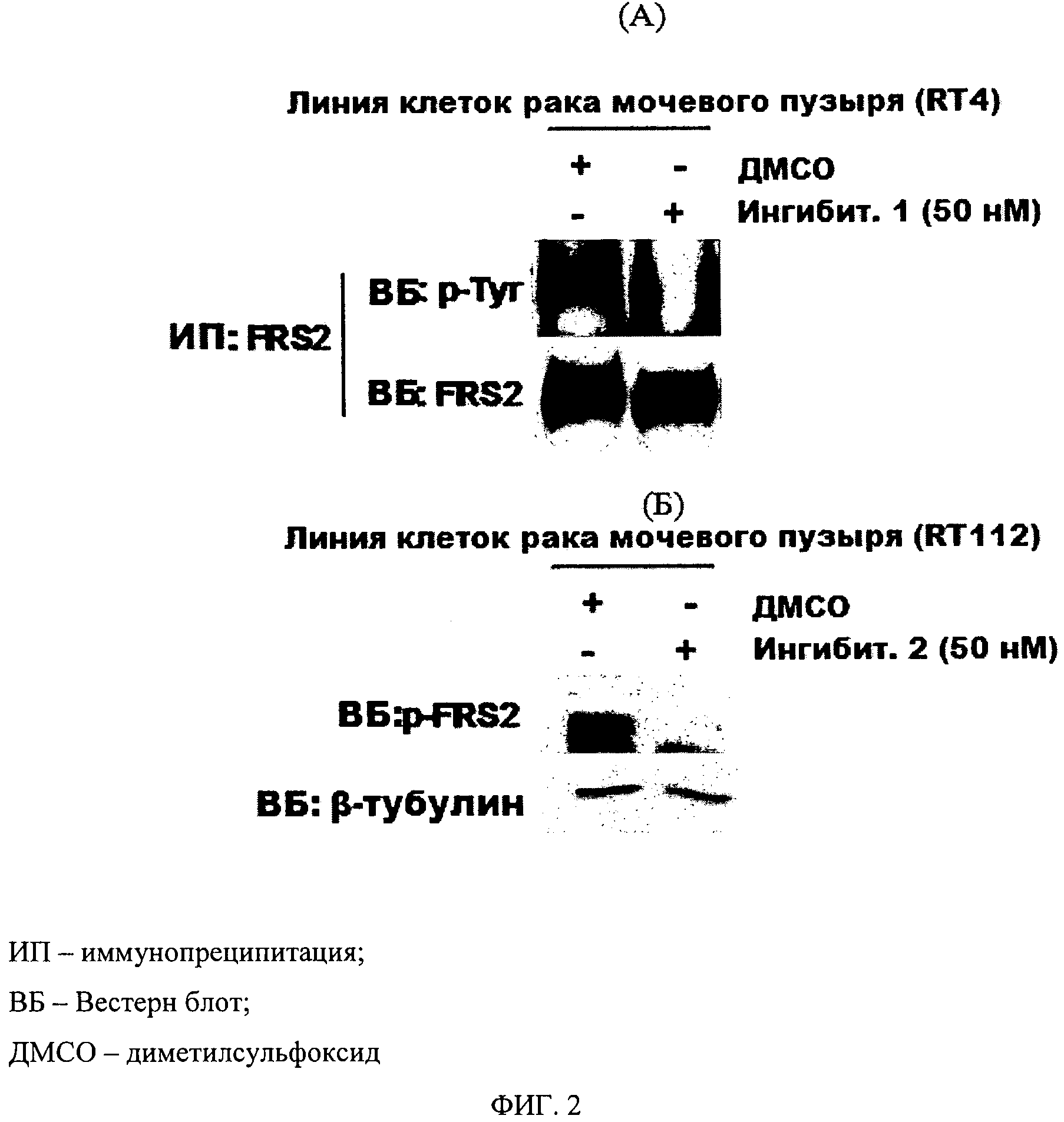 СПОСОБ ИНДЕНТИФИКАЦИИ КЛЕТОК, ПРОЯВЛЯЮЩИХ ВОСПРИИМЧИВОСТЬ К МОДУЛЯЦИИ ПЕРЕДАЧИ СИГНАЛА, ОПОСРЕДОВАННОЙ РЕЦЕПТОРОМ ФАКТОРА РОСТА ФИБРОБЛАСТОВ ИЛИ ЕГО ВАРИАНТОМ