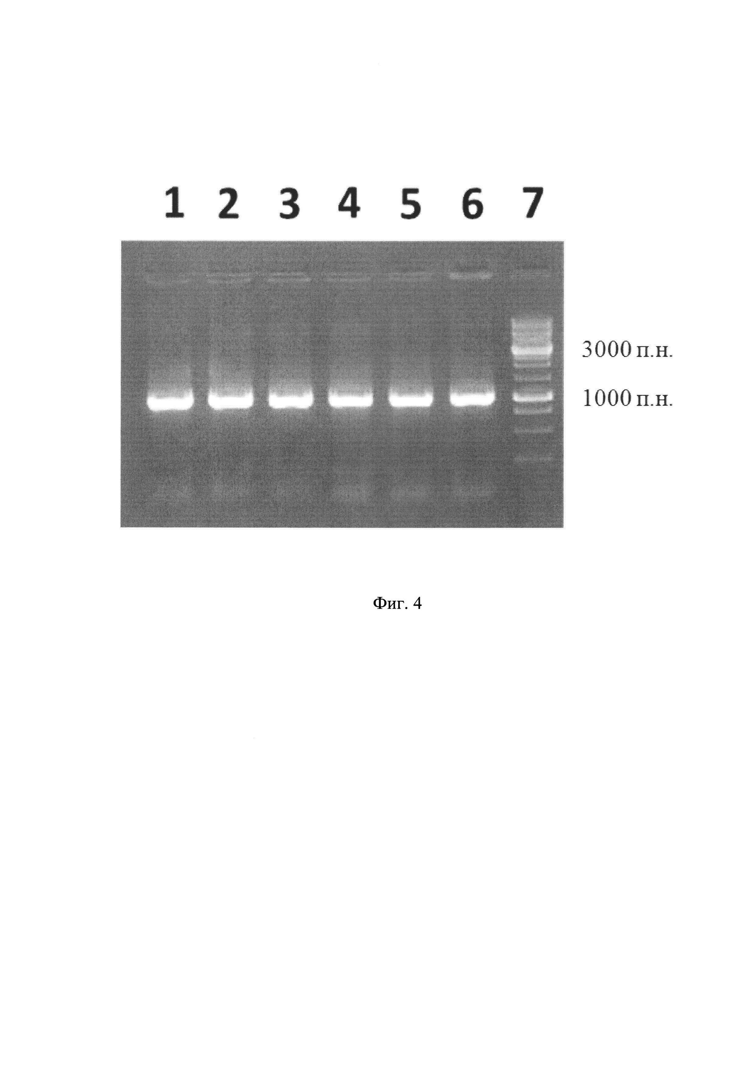 Рекомбинантная плазмида pET32-Trex Vic, обеспечивающая синтез химерного белка прохимозина Vicugna pacos, и штамм Escherichia coli BL21(DE3)pLysE pET32-Trx Vic-продуцент химерного белка прохимозина Vicugna pacos