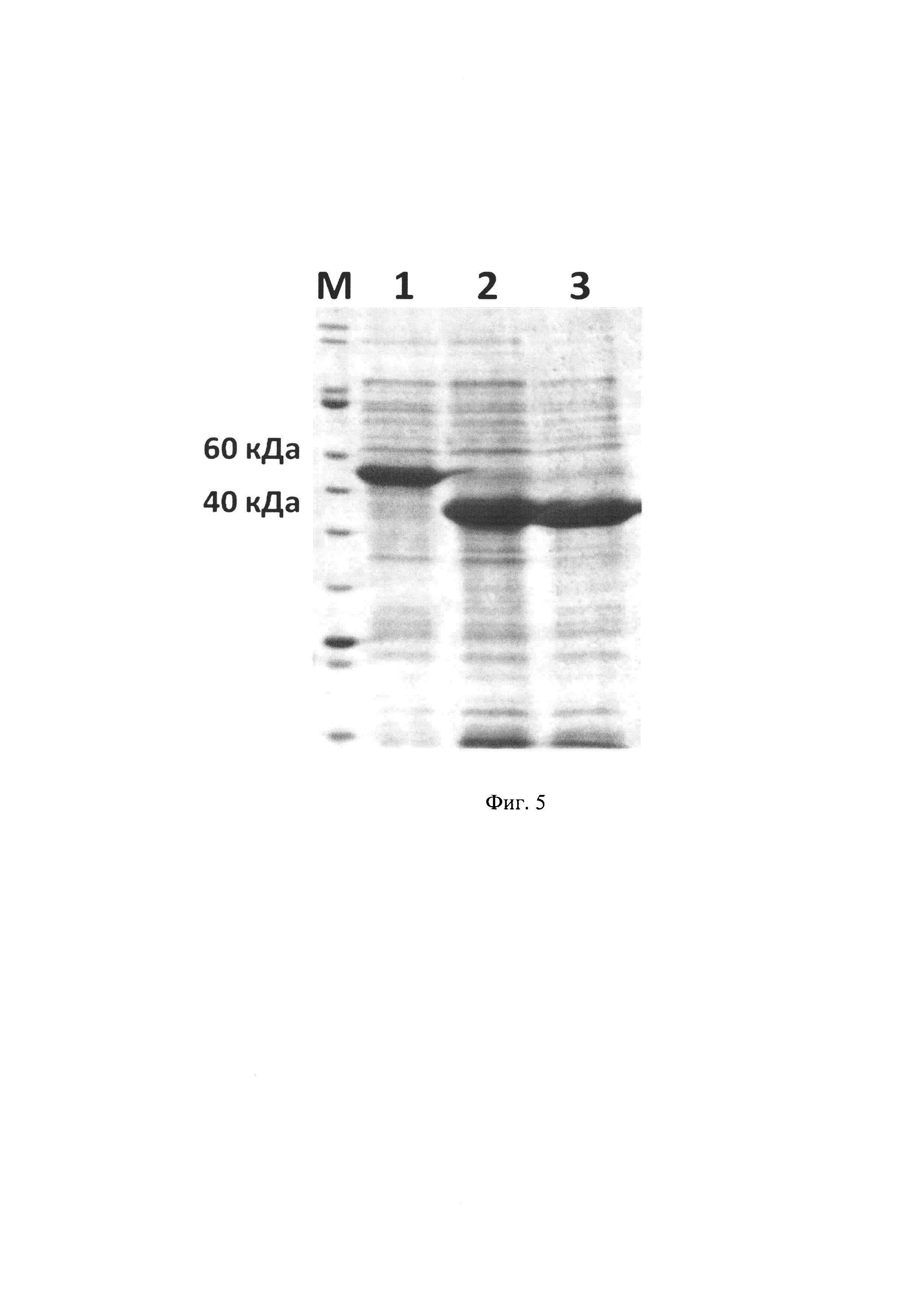 Рекомбинантная плазмида pET32-Trex Vic, обеспечивающая синтез химерного белка прохимозина Vicugna pacos, и штамм Escherichia coli BL21(DE3)pLysE pET32-Trx Vic-продуцент химерного белка прохимозина Vicugna pacos