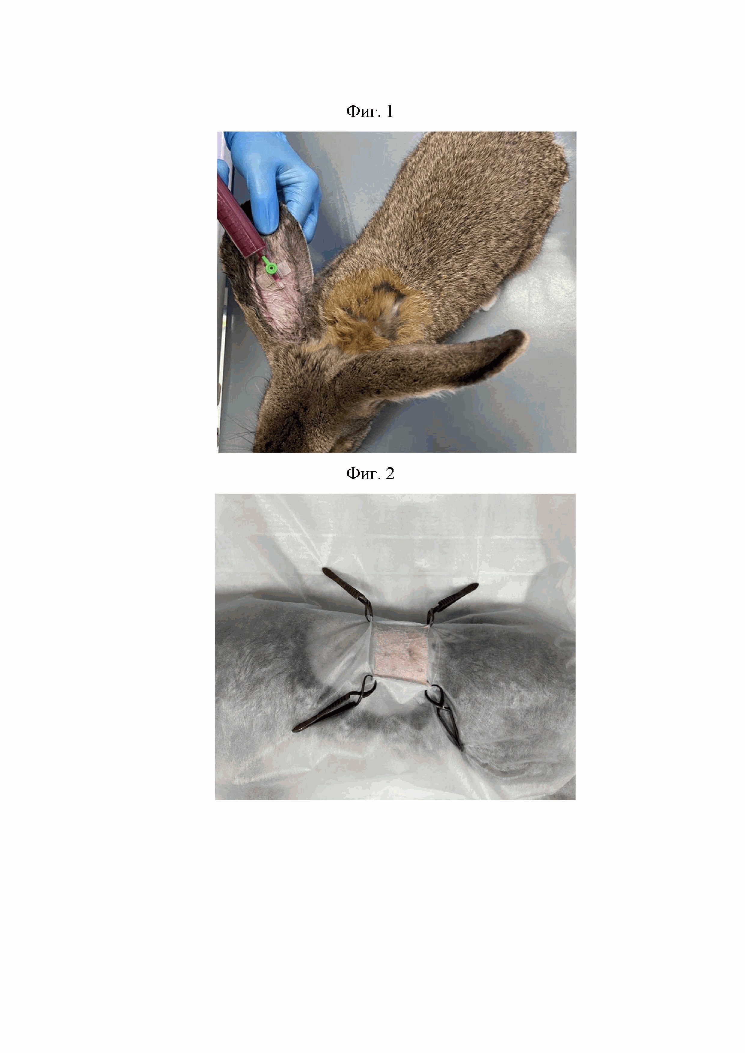 Способ прижизненного моделирования забрюшинной гематомы у кроликов