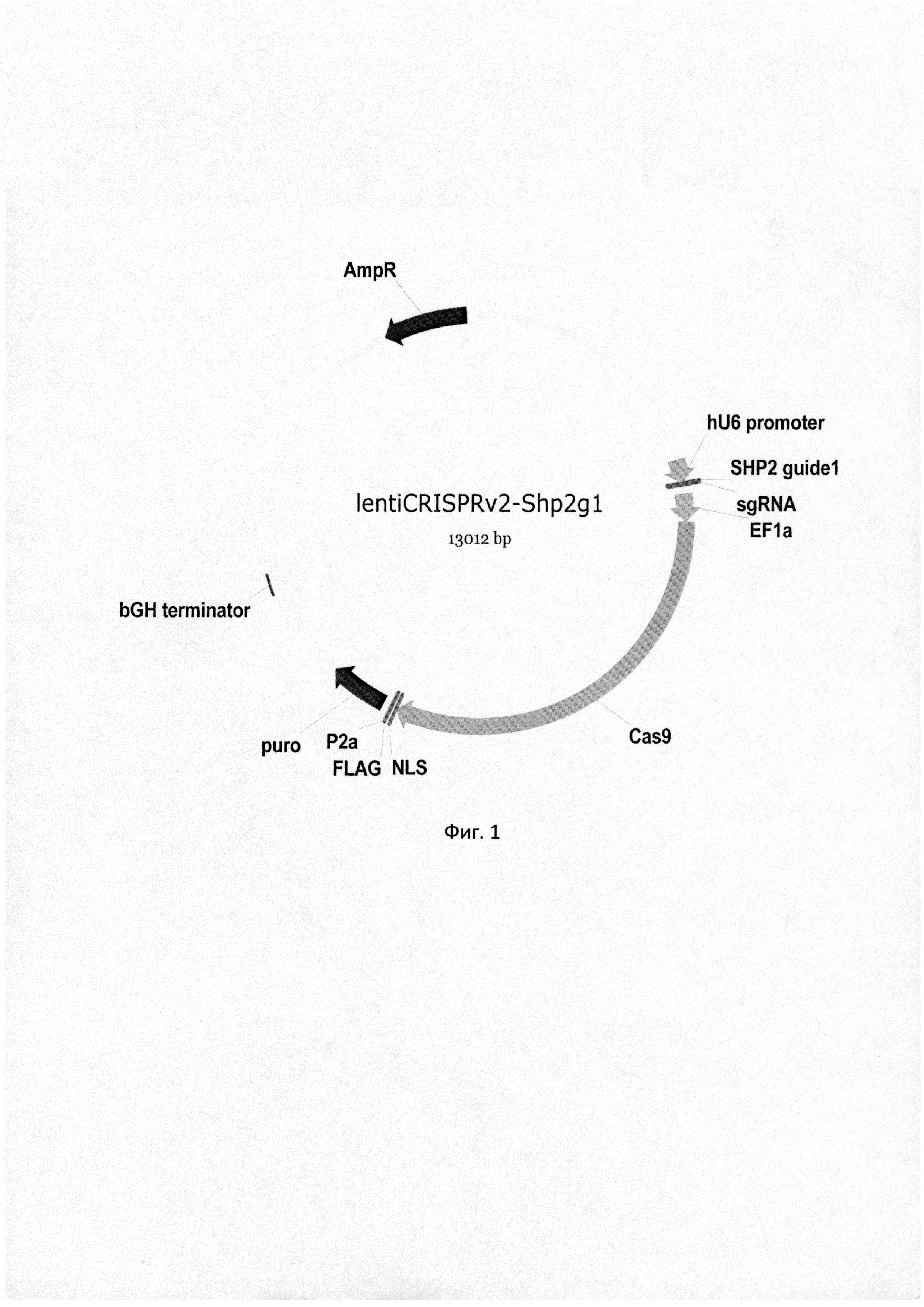 Рекомбинантная клеточная линия CYTO-CAR-YT-Lact, проявляющая повышенную цитотоксическую активность по отношению к PSCA-позитивным раковым клеткам человека