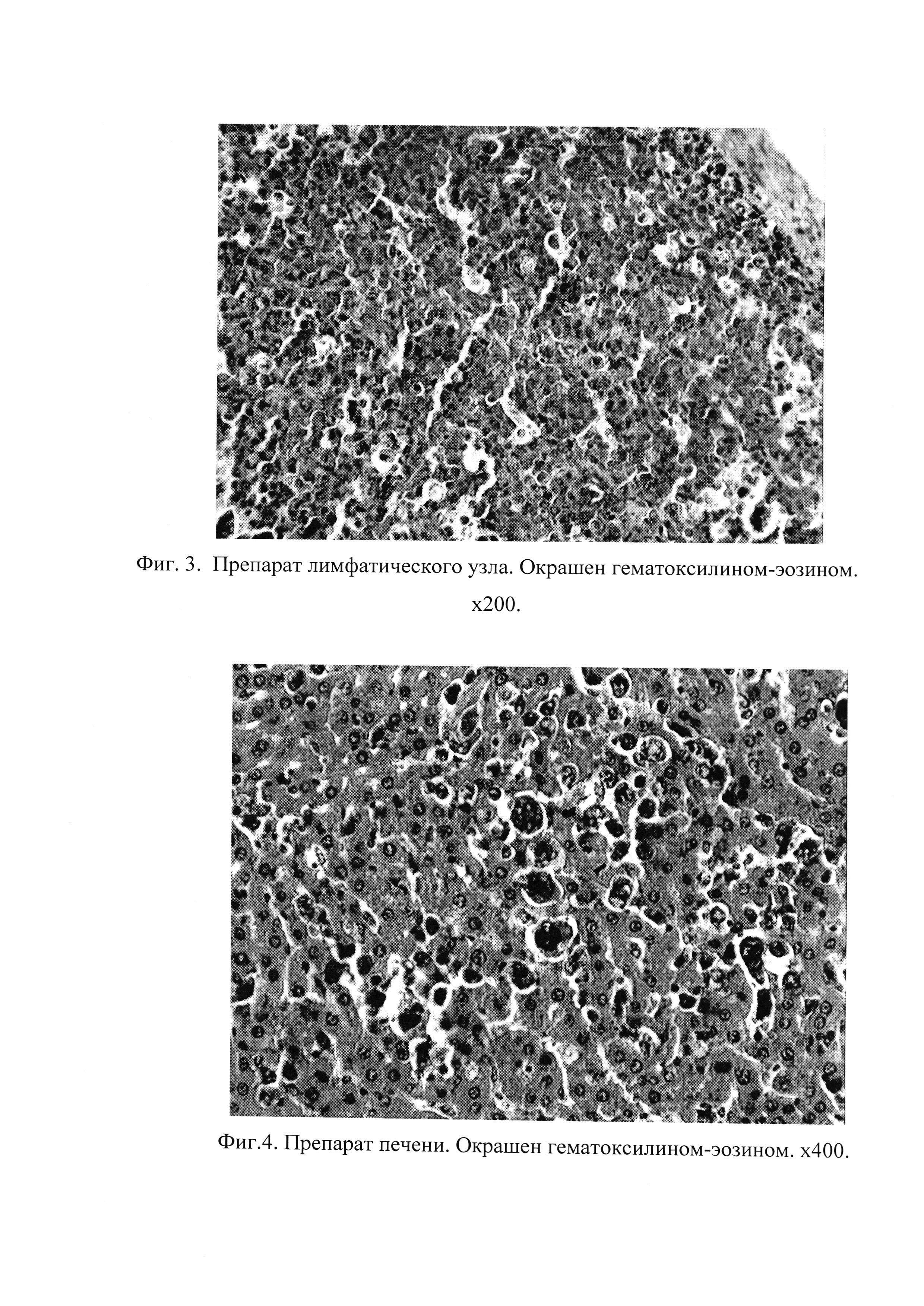 Способ моделирования лимфогенного и гематогенного метастазирования мышиной меланомы В у белых нелинейных крыс