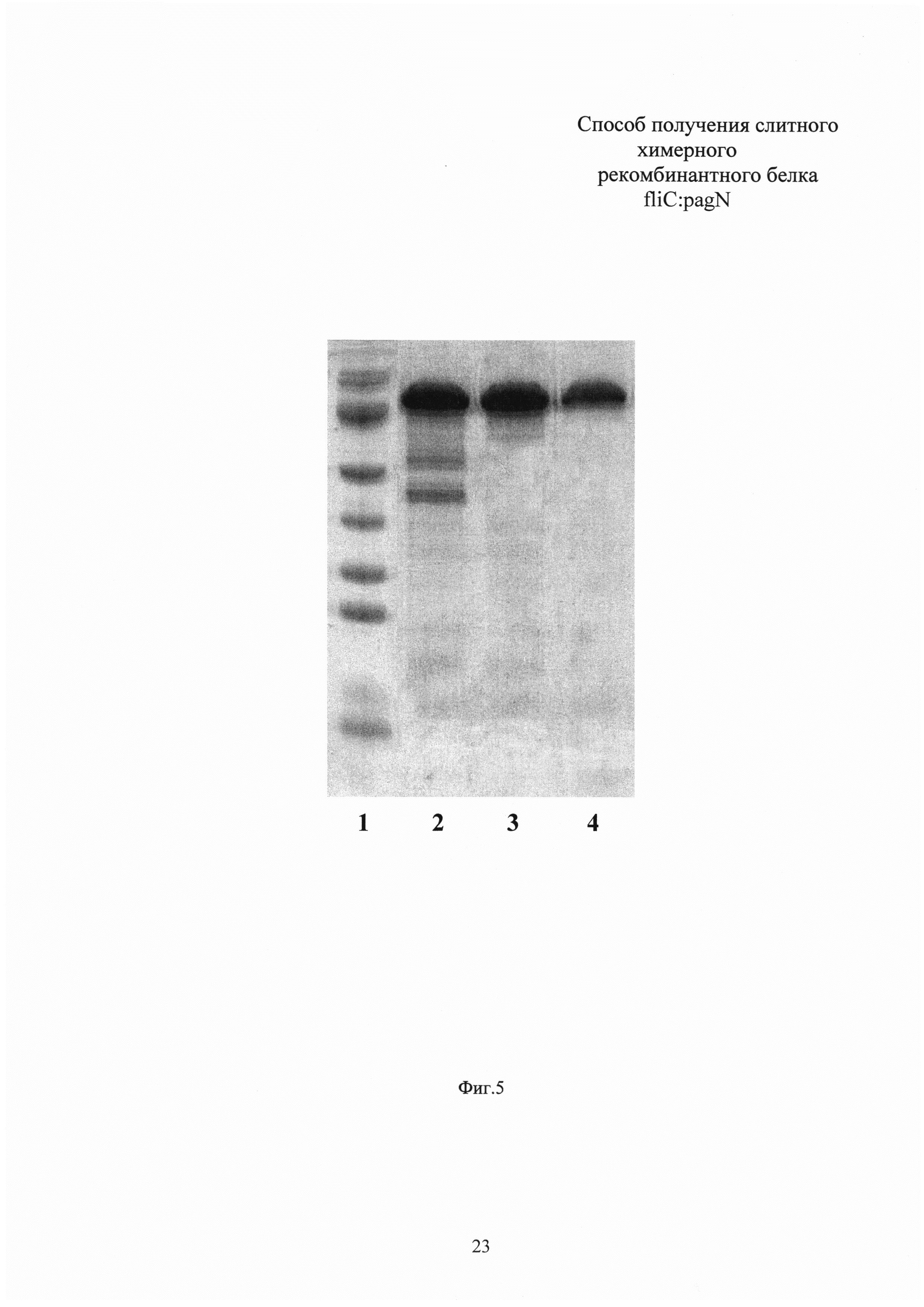 Способ получения химерного рекомбинантного белка fliC:pagN