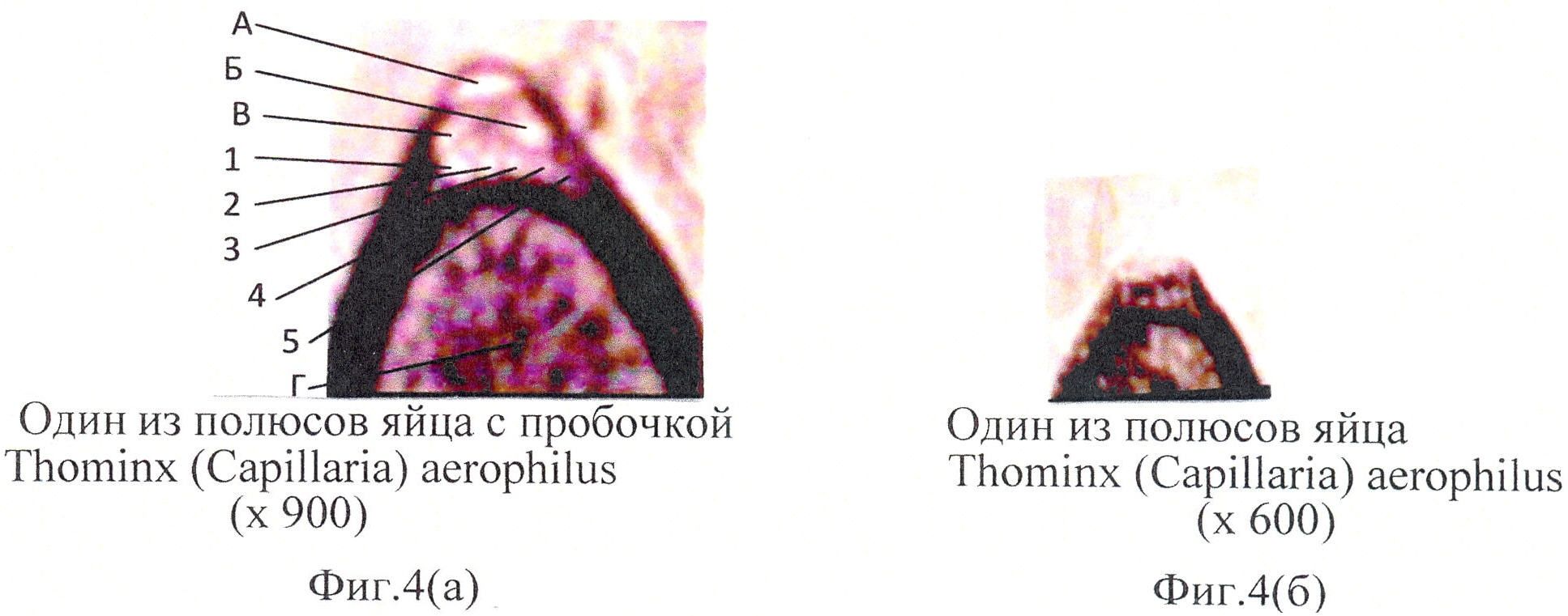 СПОСОБ ПРИЖИЗНЕННОЙ ДИФФЕРЕНЦИАЛЬНОЙ ДИАГНОСТИКИ Trichocephalus vulpis И Thominx (Capillaria) aerophilus ПО МИКРОСТРУКТУРЕ ЯИЦ