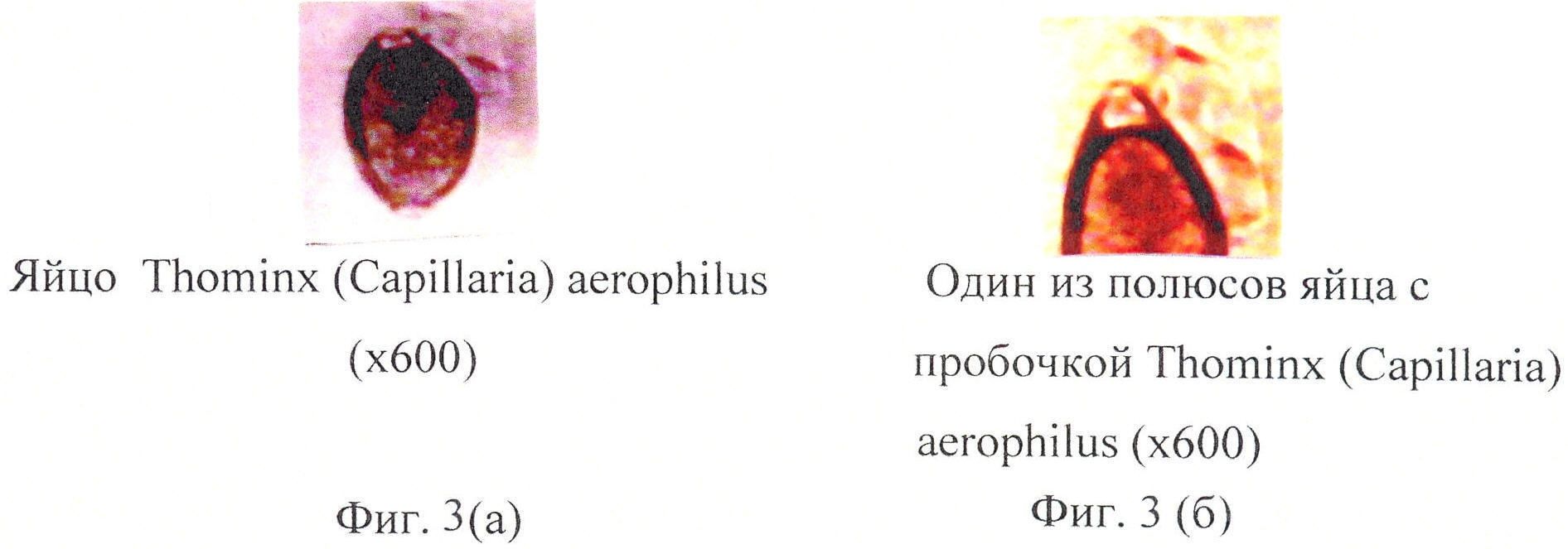 СПОСОБ ПРИЖИЗНЕННОЙ ДИФФЕРЕНЦИАЛЬНОЙ ДИАГНОСТИКИ Trichocephalus vulpis И Thominx (Capillaria) aerophilus ПО МИКРОСТРУКТУРЕ ЯИЦ