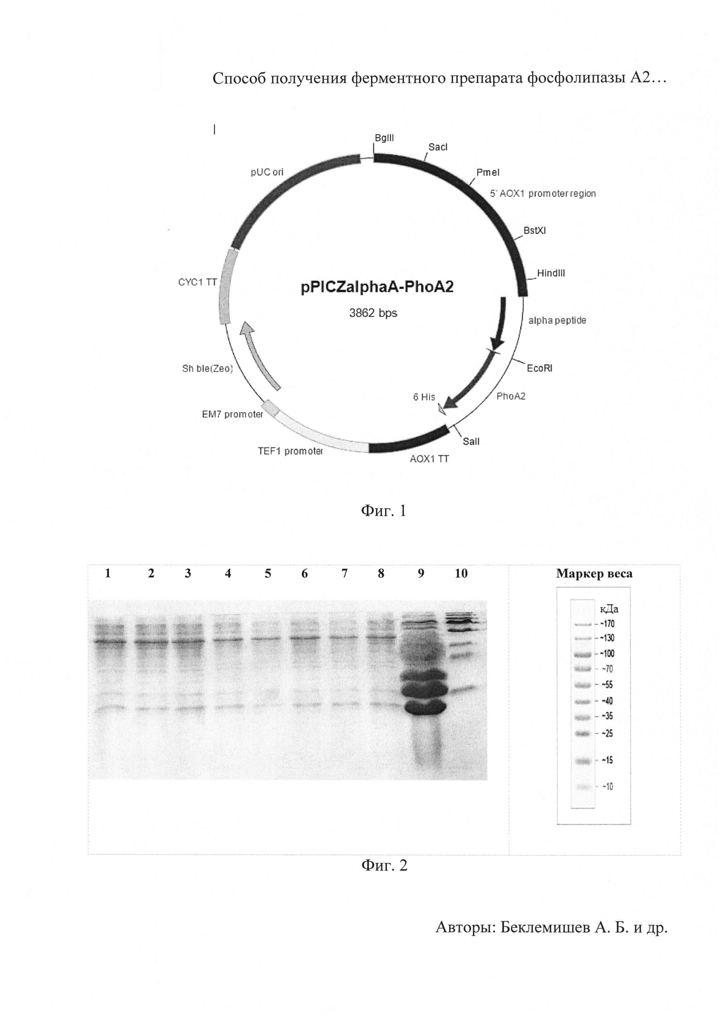 Способ получения ферментного препарата фосфолипазы А2 с применением рекомбинантного штамма-продуцента Pichia pastoris X-33/ pPICZαA-PhoA2-StV