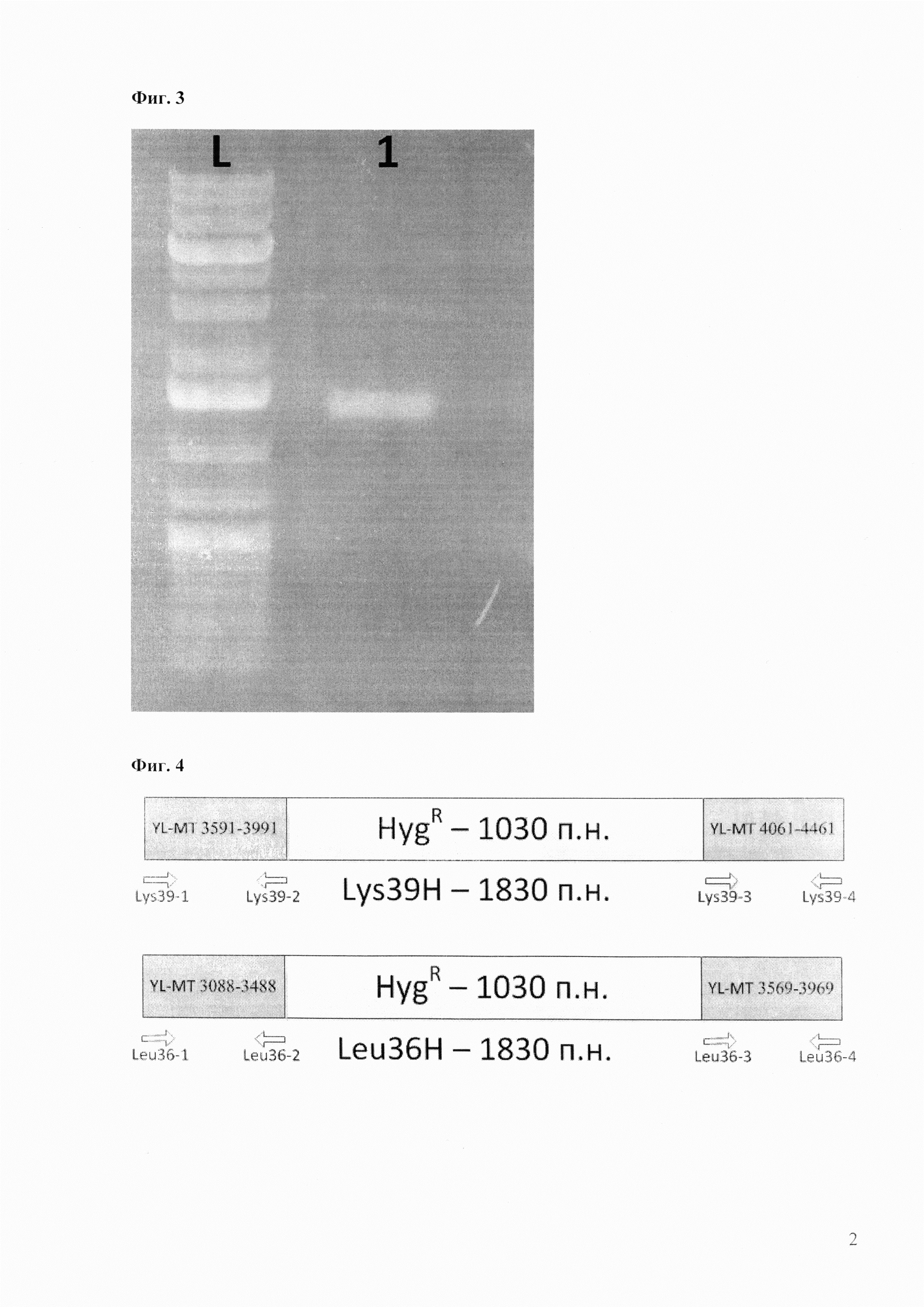 Способ репликации человеческого митохондриального генома в клетках дрожжей Yarrowia lipolytica