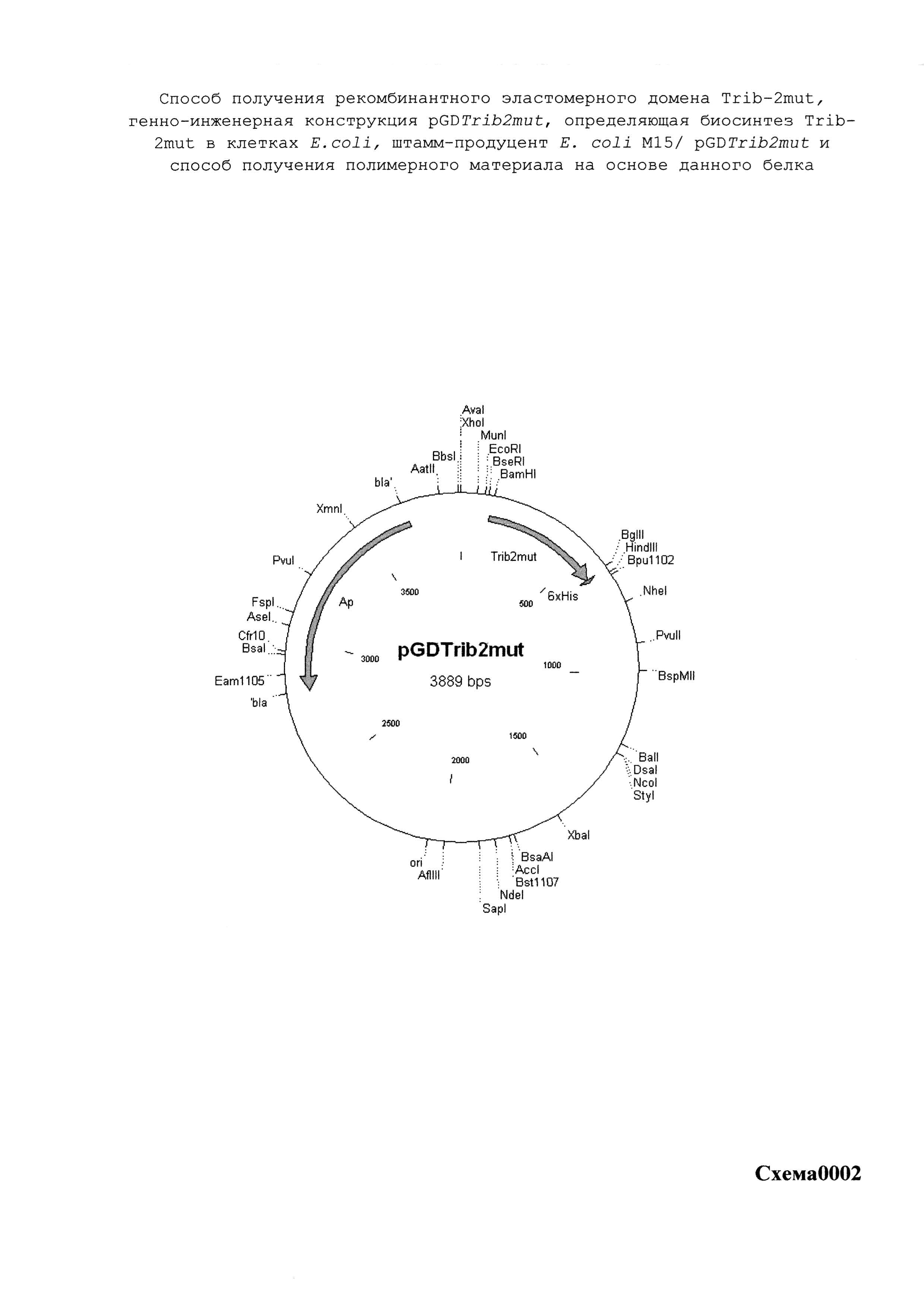 Способ получения рекомбинантного эластомерного домена Trib-2mut, генно-инженерная конструкция pGDTrib2mut, определяющая биосинтез Trib-2mut в клетках E.coli, штамм-продуцент E.coli M15/pGDTrib2mut и способ получения полимерного материала на основе данного белка