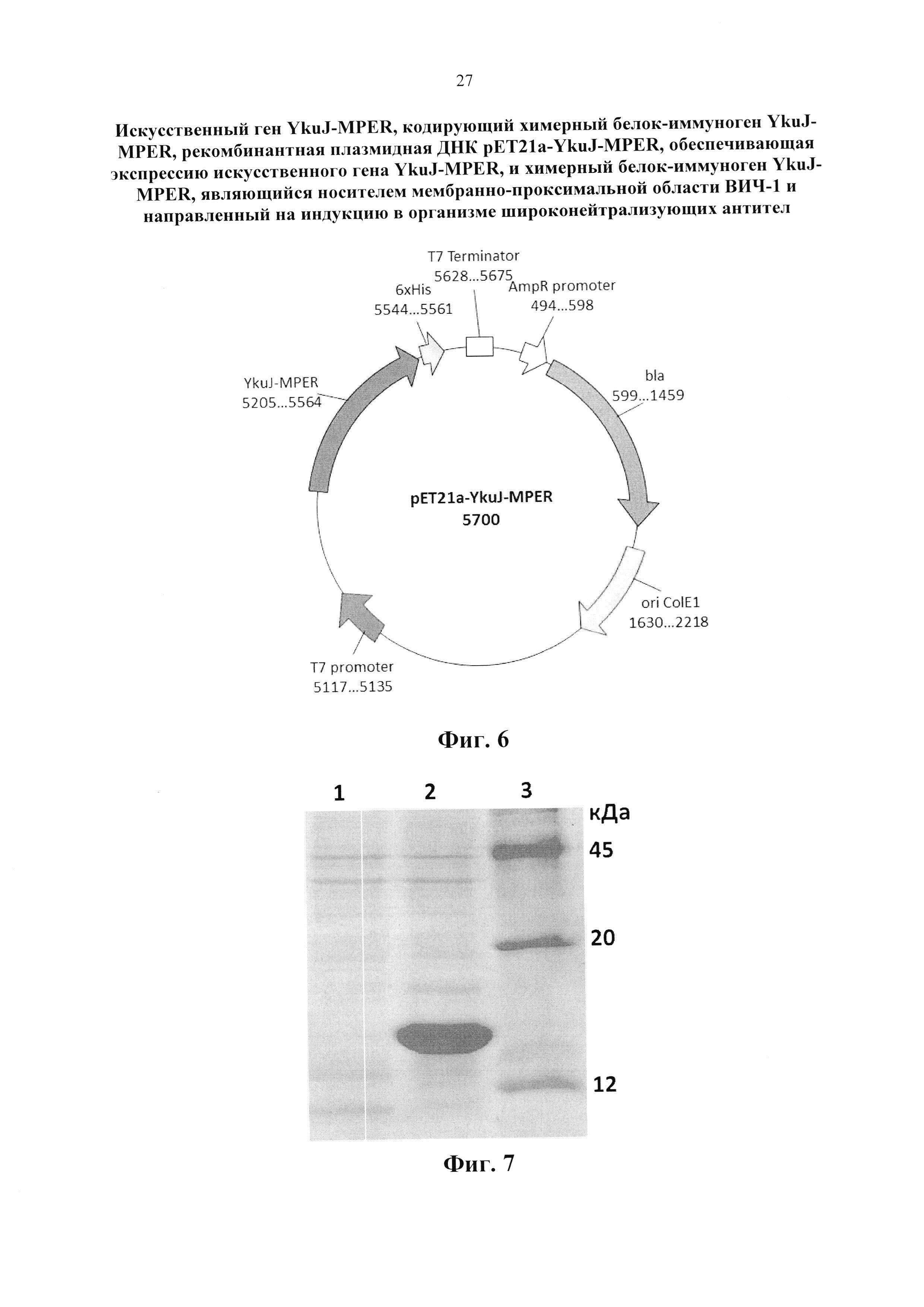 Искусственный ген YkuJ-MPER, кодирующий химерный белок-иммуноген YkuJ-MPER, рекомбинантная плазмидная ДНК pET21a-YkuJ-MPER, обеспечивающая экспрессию искусственного гена YkuJ-MPER, и химерный белок-иммуноген YkuJ-MPER, являющийся носителем мембранно-проксимальной области ВИЧ-1 и направленный на индукцию в организме широконейтрализующих антител