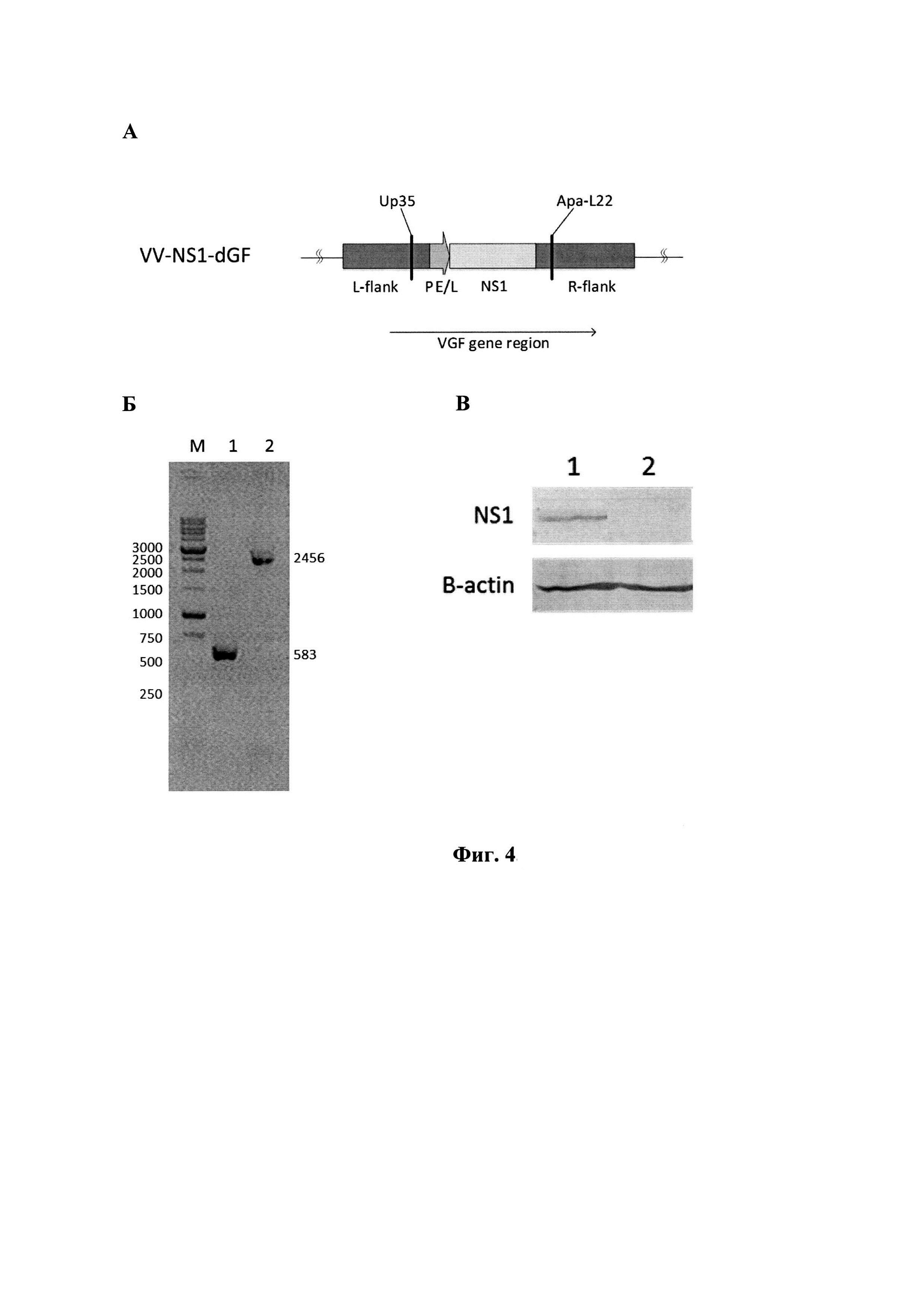 Рекомбинантный штамм VV-NS1-dGF вируса осповакцины, продуцирующий белок NS1 парвовируса H-1 и обладающий онколитической активностью в отношении глиобластомы человека