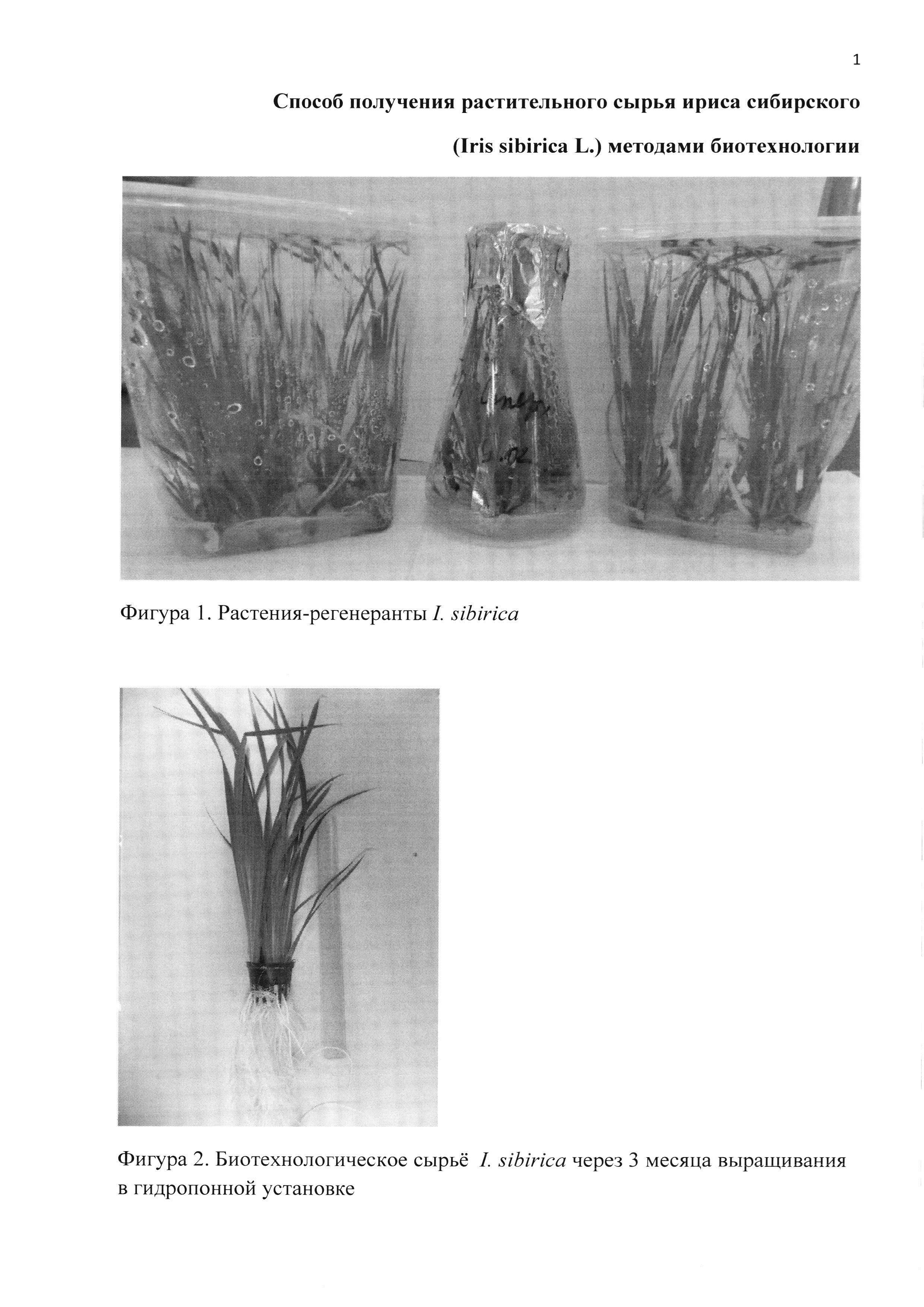 Способ получения растительного сырья ириса сибирского (Iris sibirica L.) методами биотехнологии