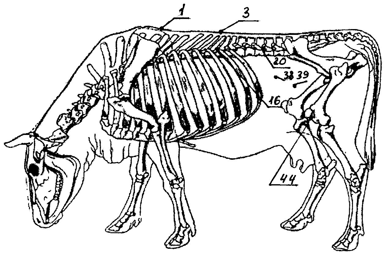 Осевой скелет коровы